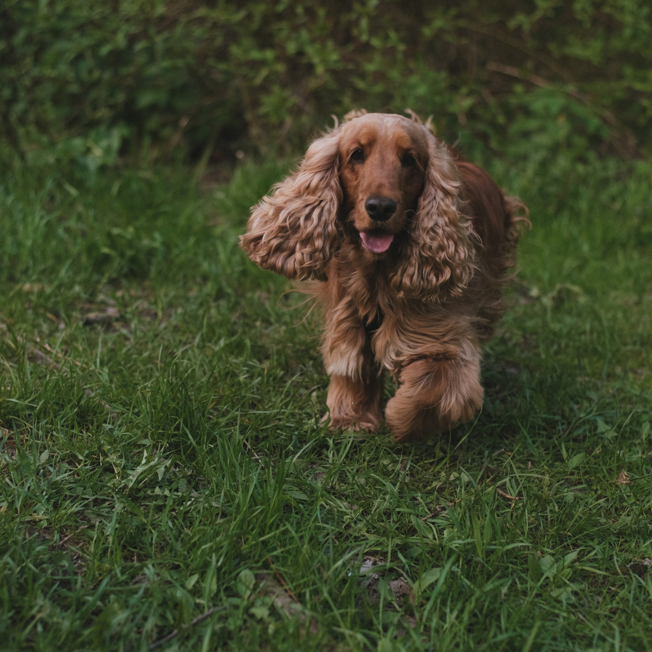 Отзывы. Семейный и женский фотограф в Москве Доминова Елена