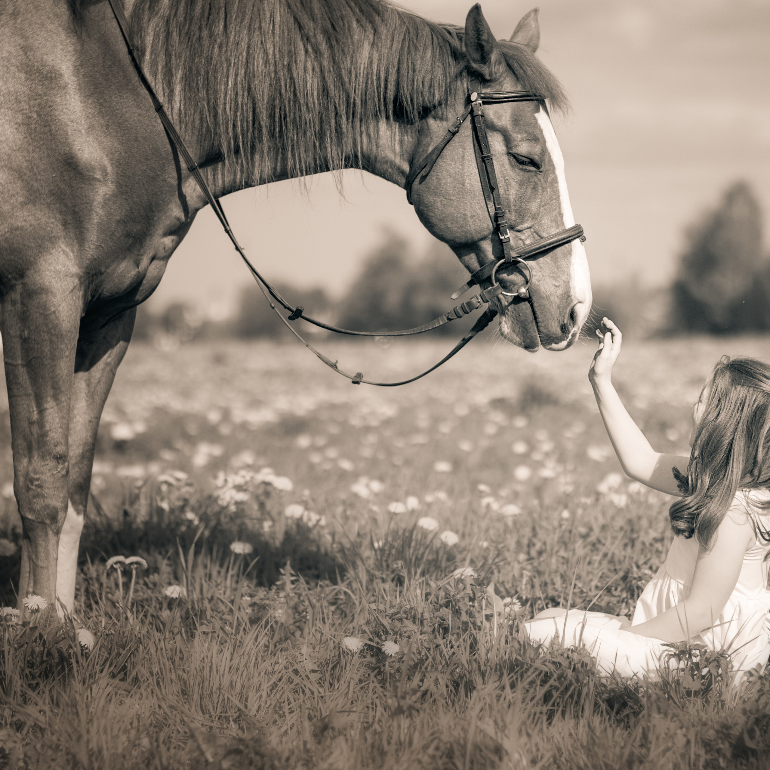 Фотосессия с лошадьми