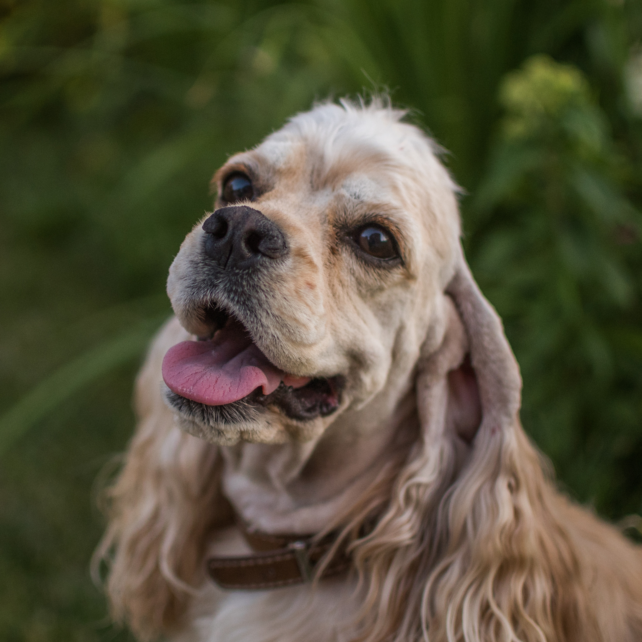 Умная собака Соня