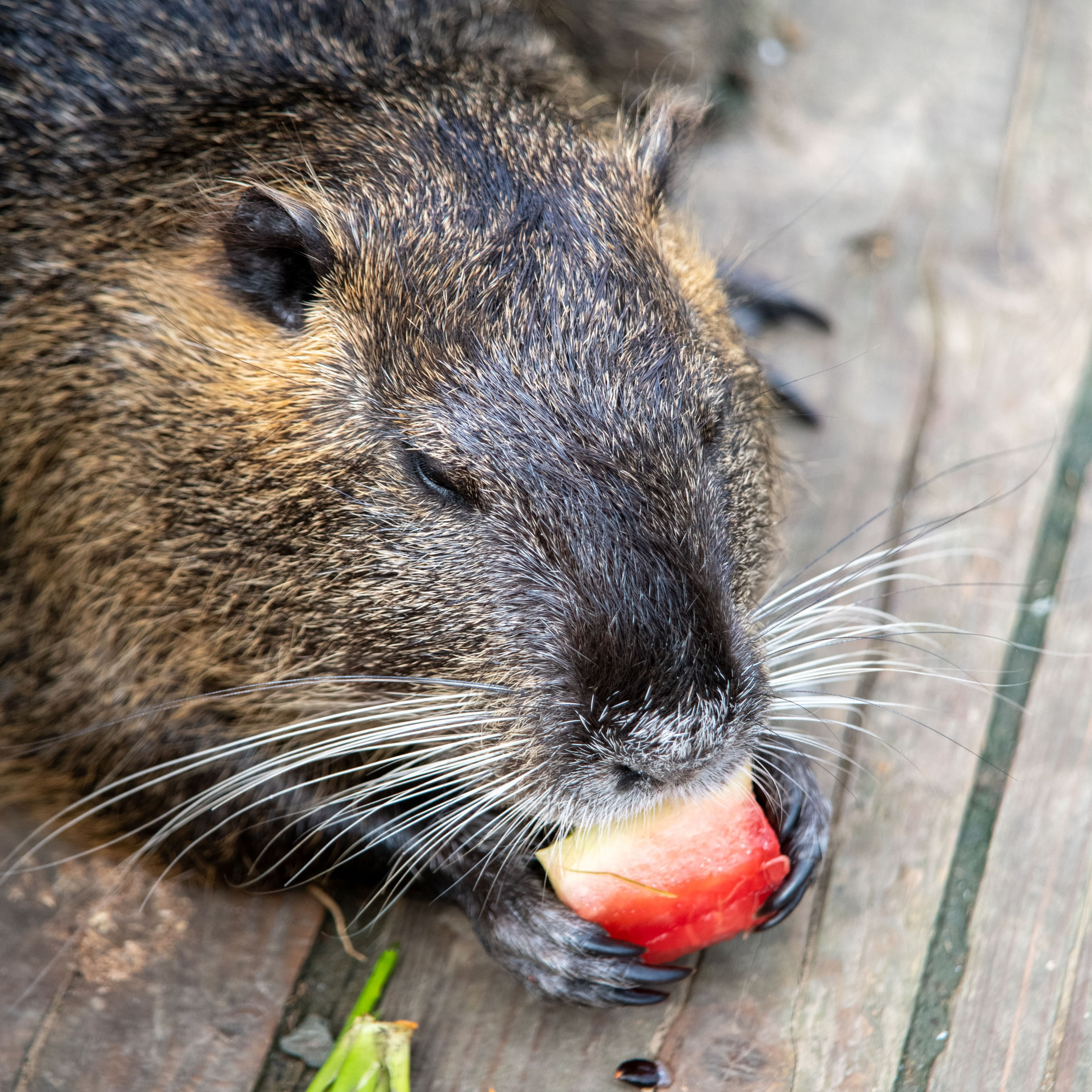 Нутриевая ферма