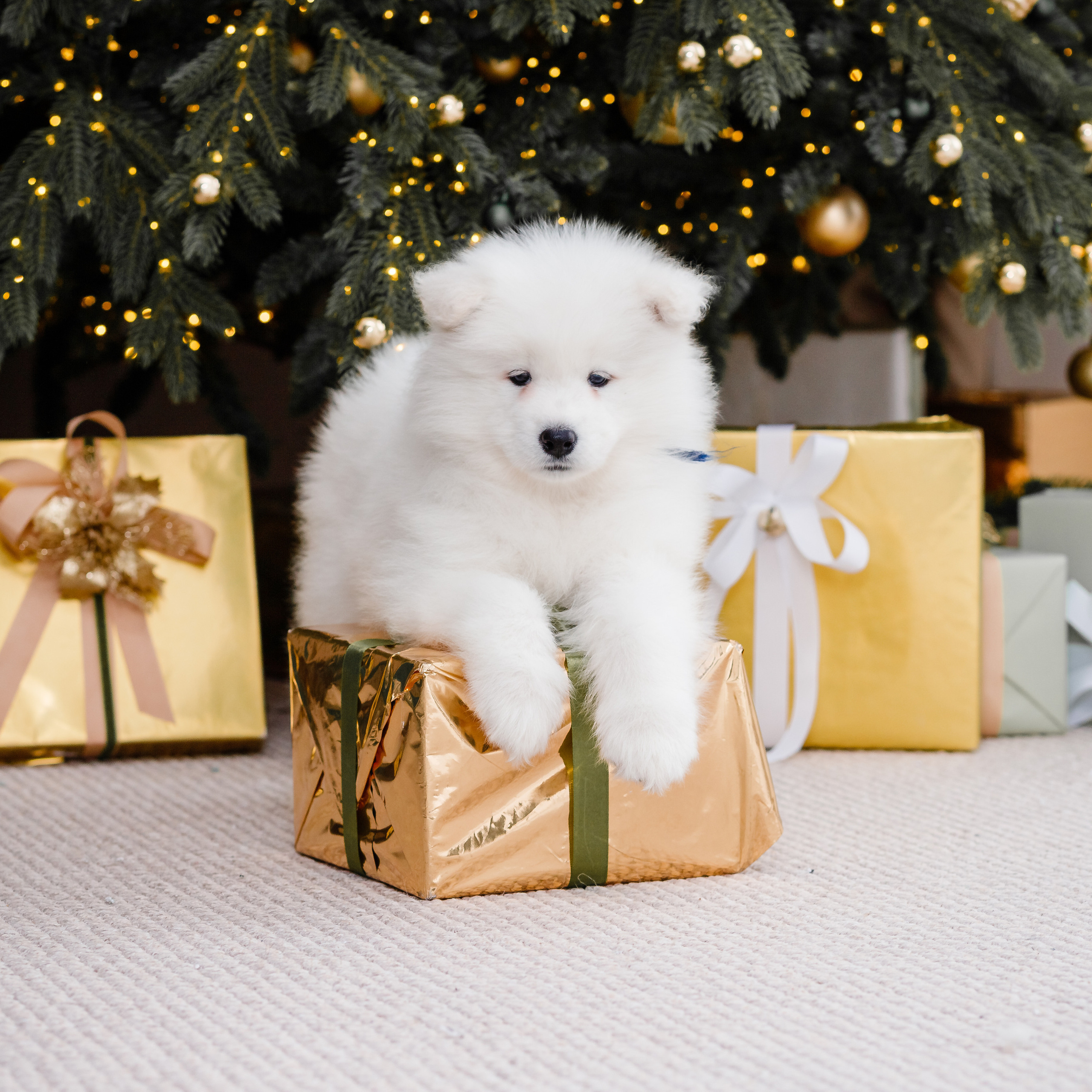 ОТЗЫВЫ. Художественный фотограф в Томске Алёна Окунева