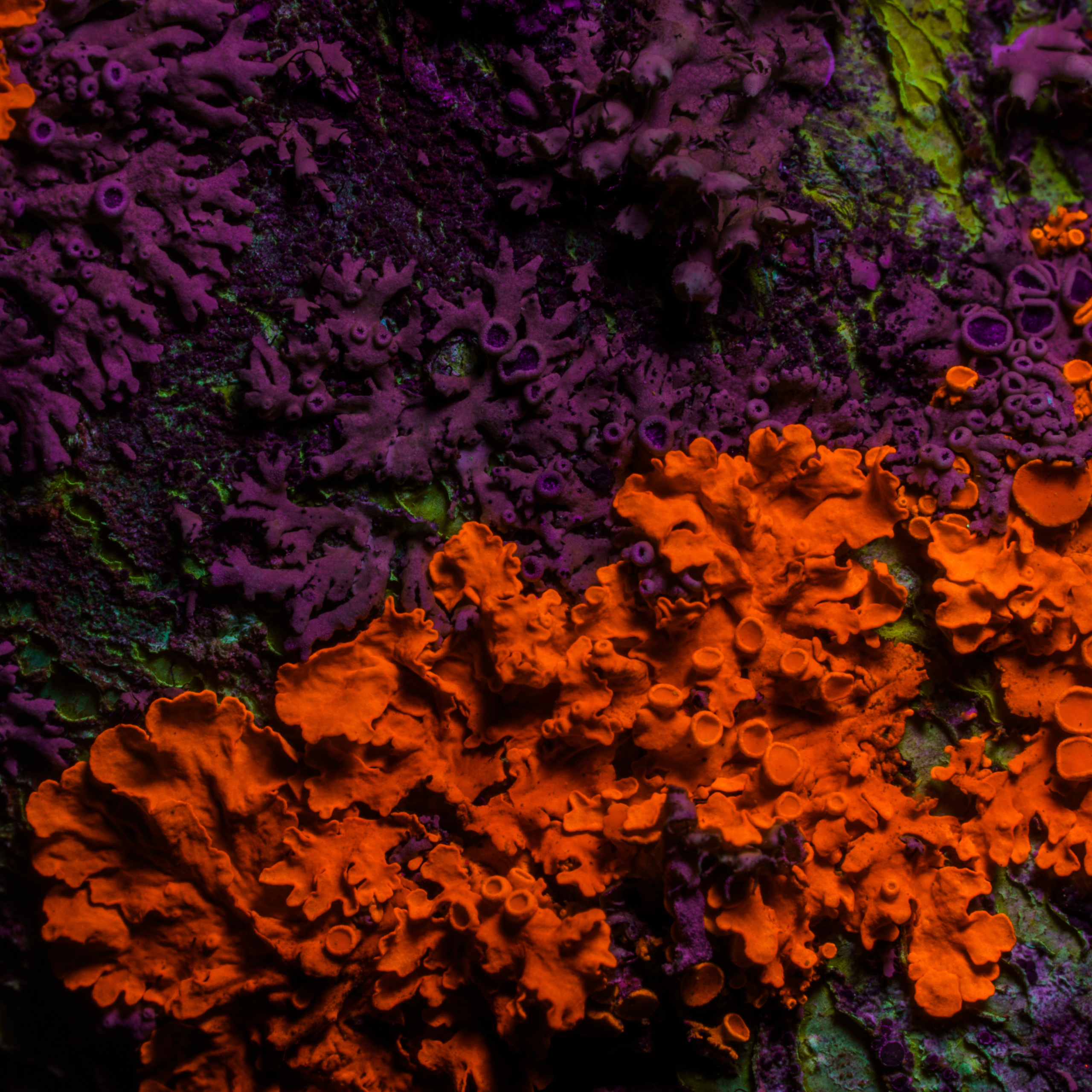 Macro — Макро