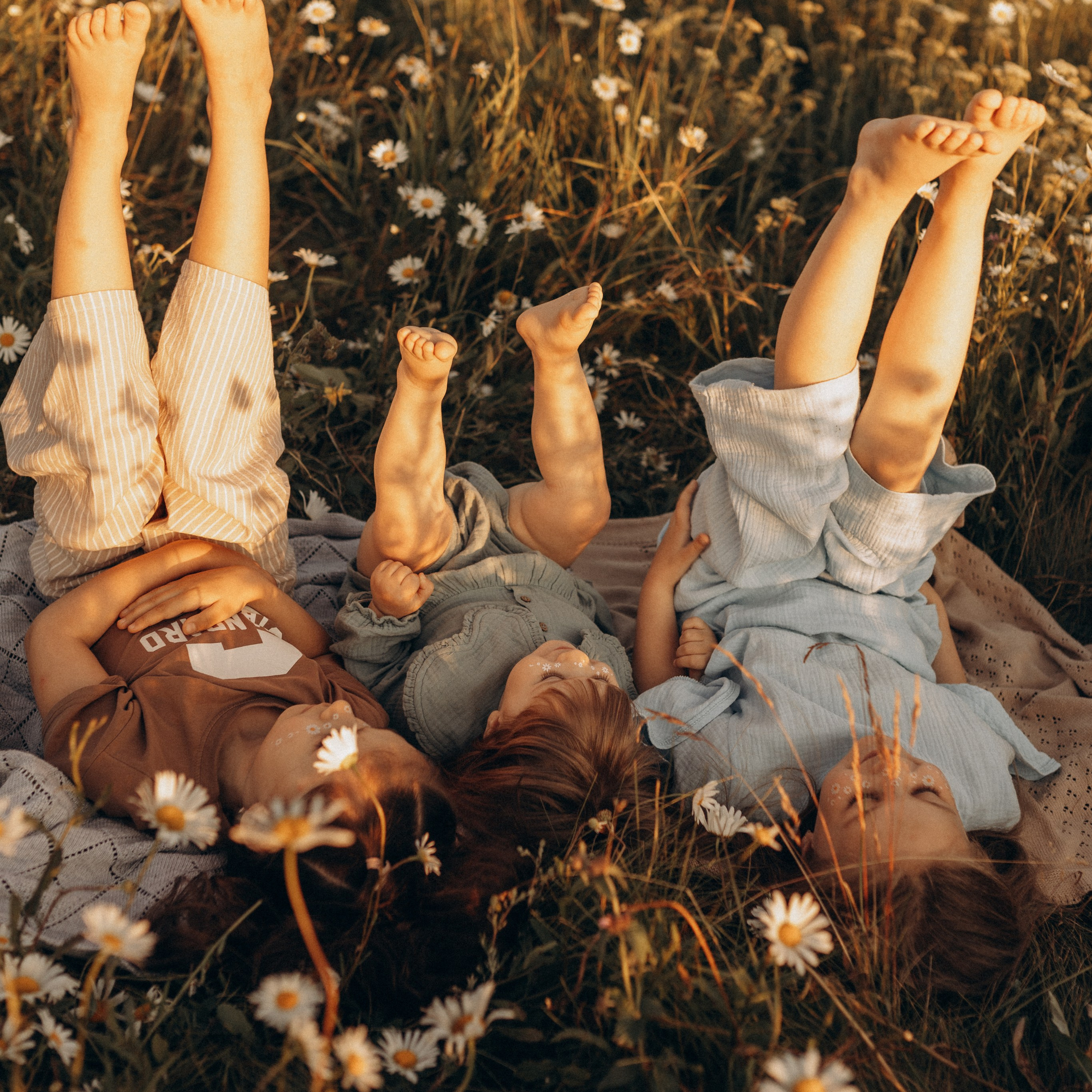 Закат на ромашковом поле