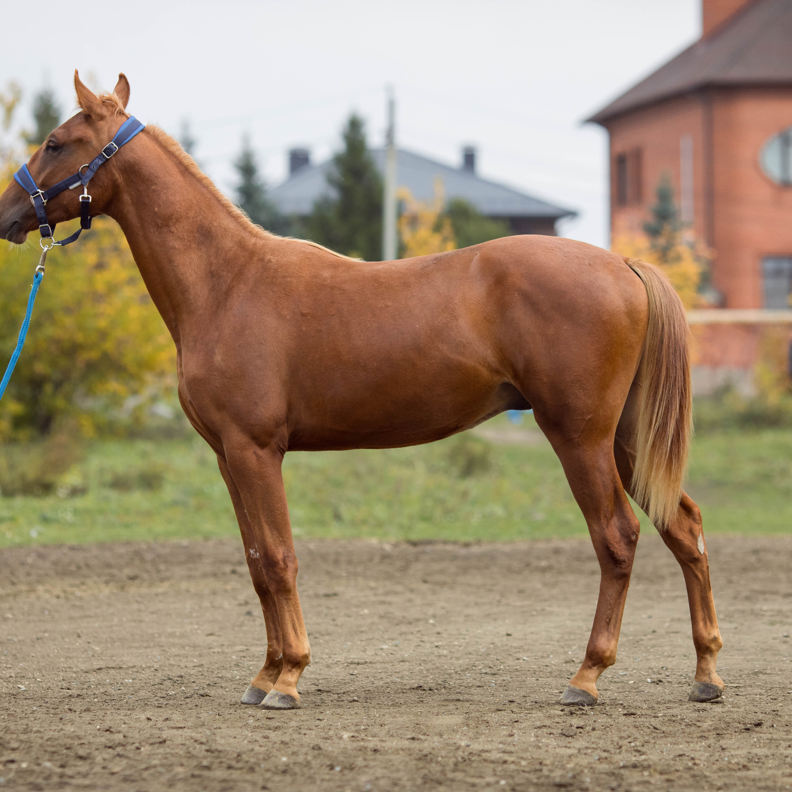 Отзывы. Конный фотограф в Челябинске Стромова Ольга
