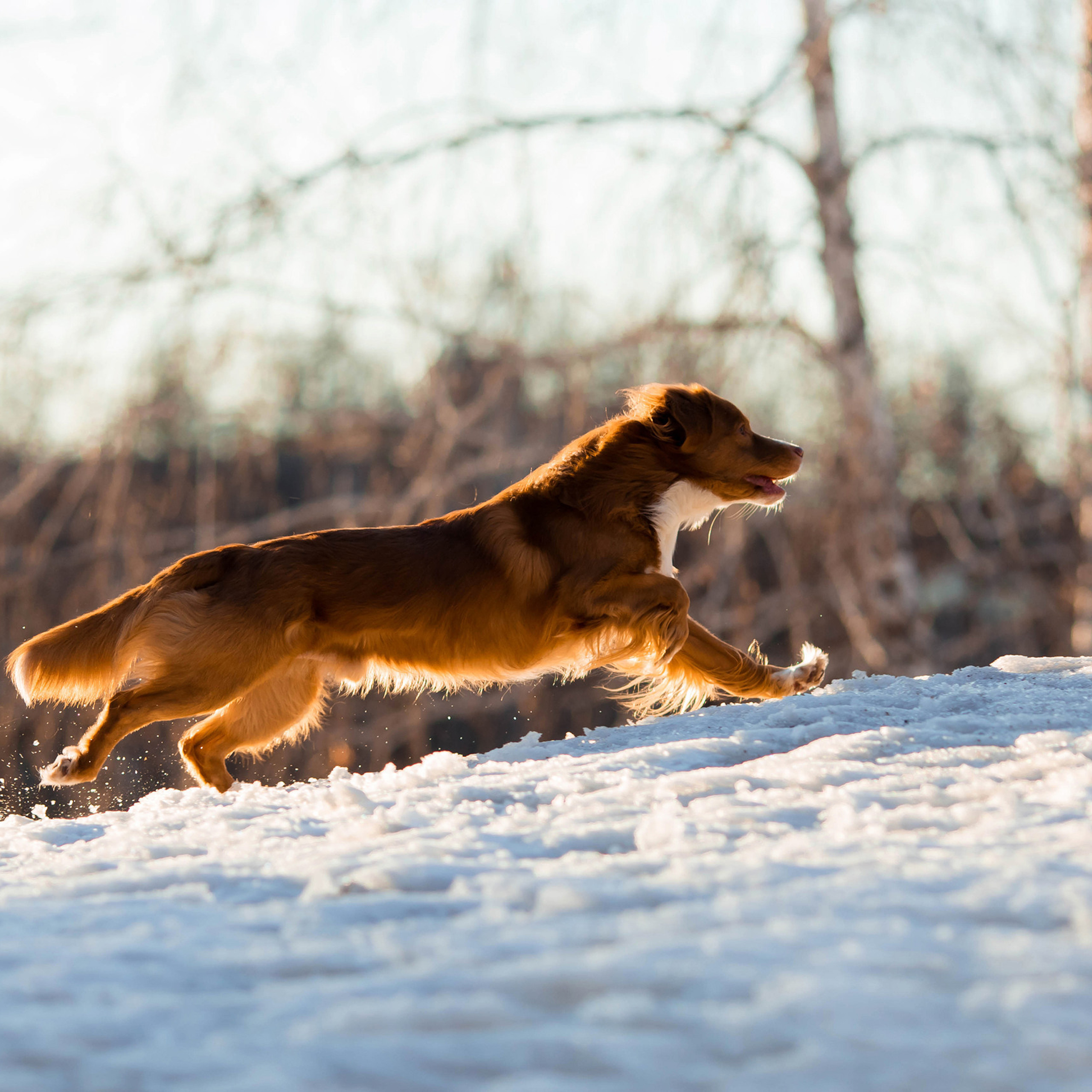Отзывы. Конный фотограф в Челябинске Стромова Ольга