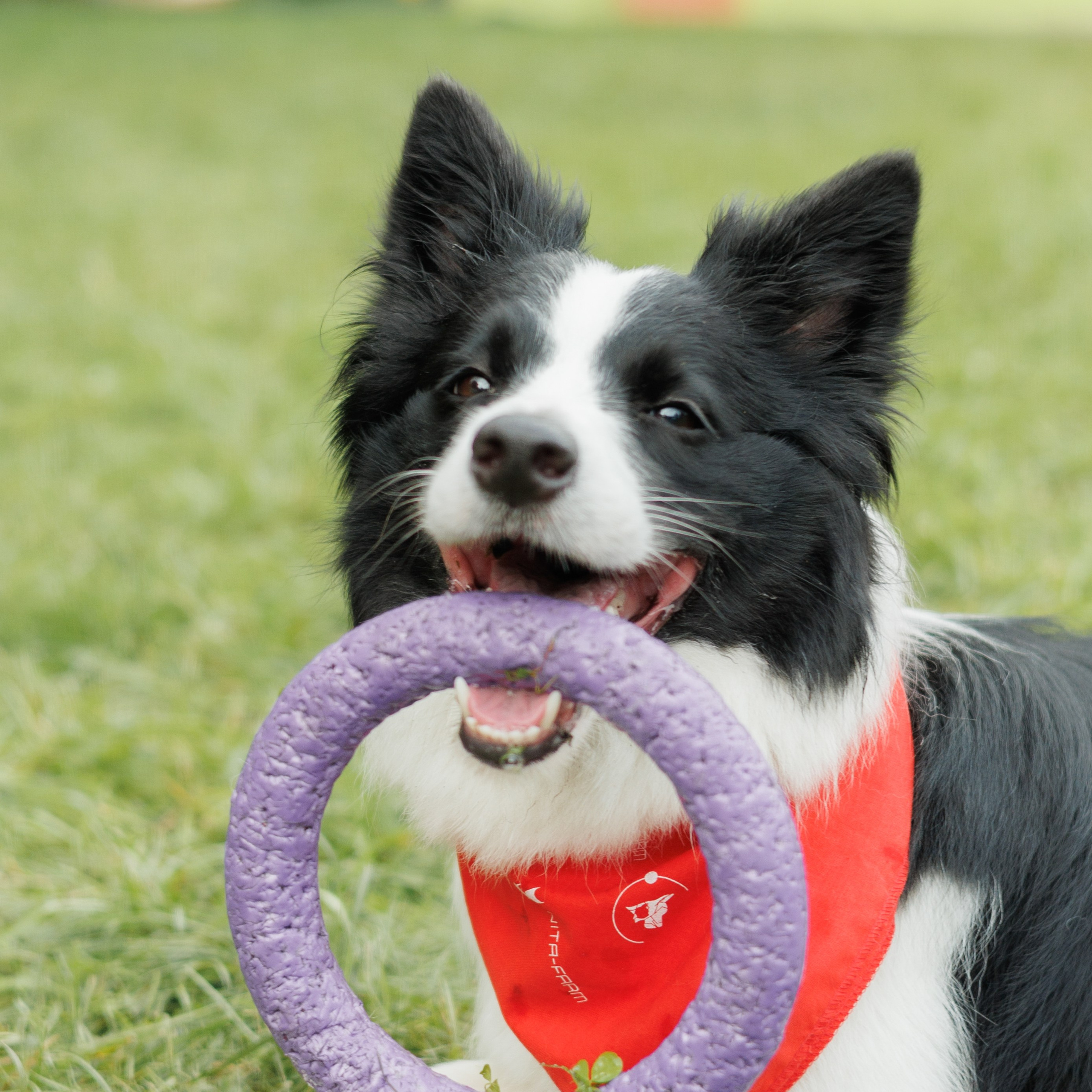 Фестиваль Petshop Days