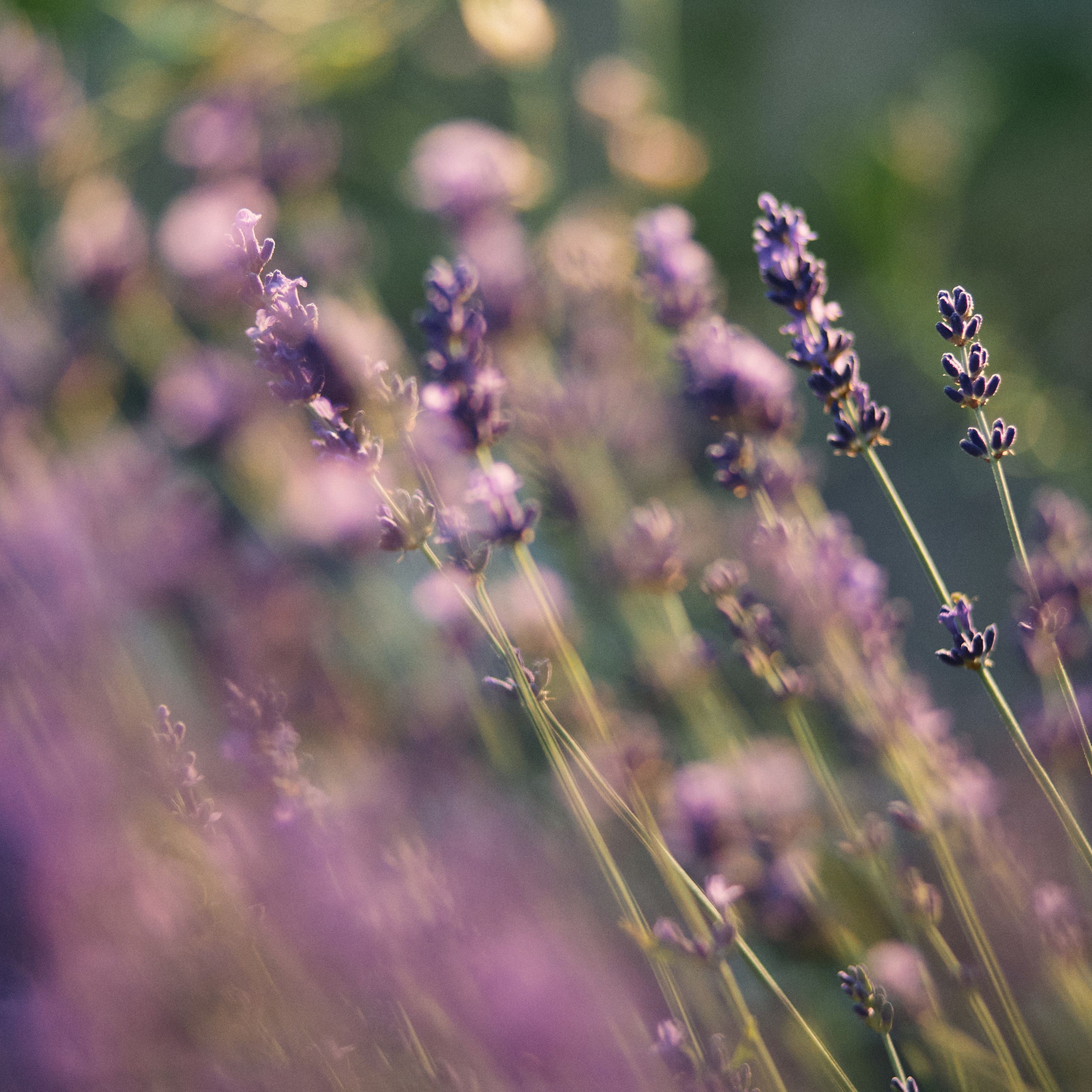 Обо мне. Фотограф Анастасия Губернаторова