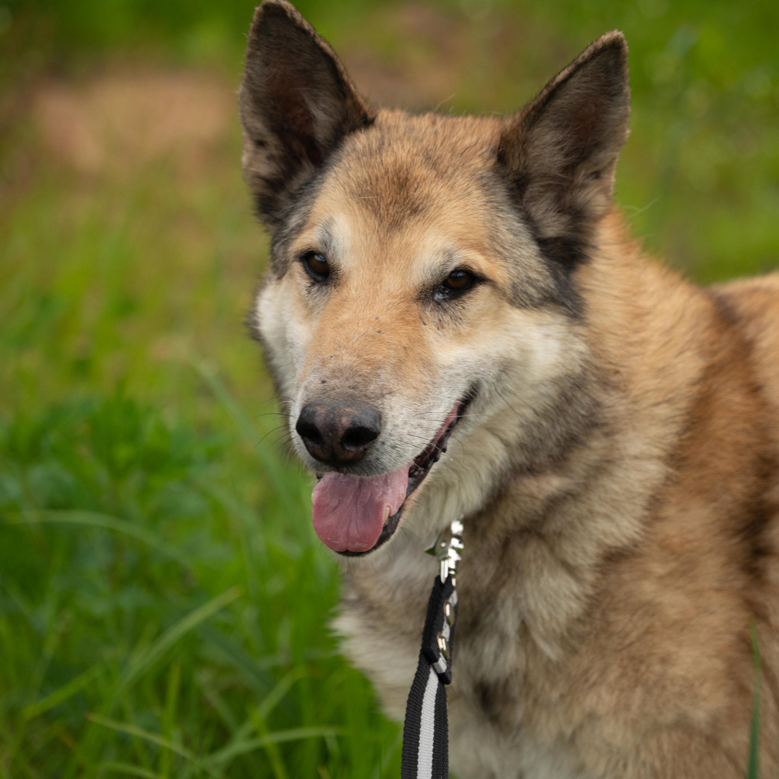 Выезд в приют