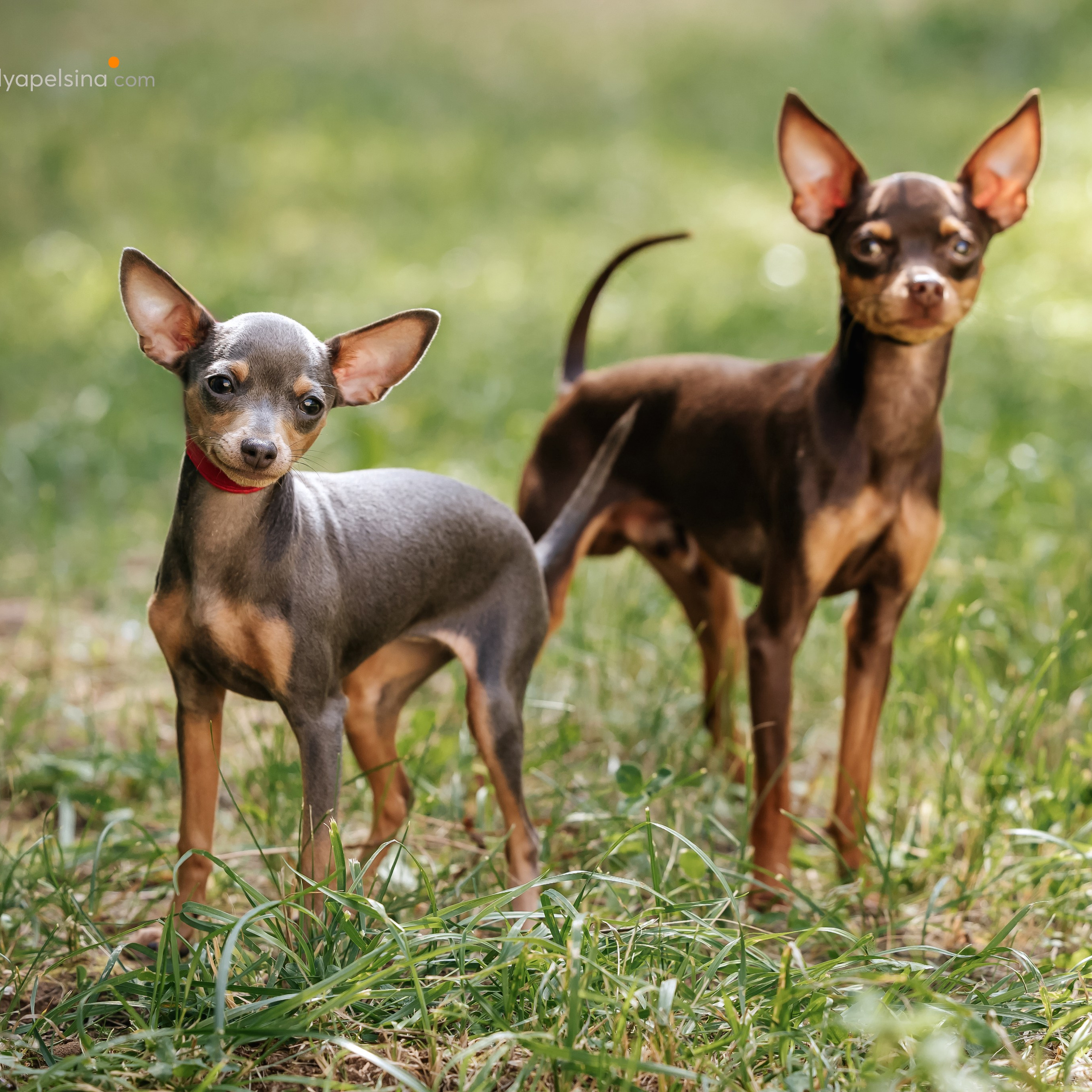 Фотограф Нелли Самойлова