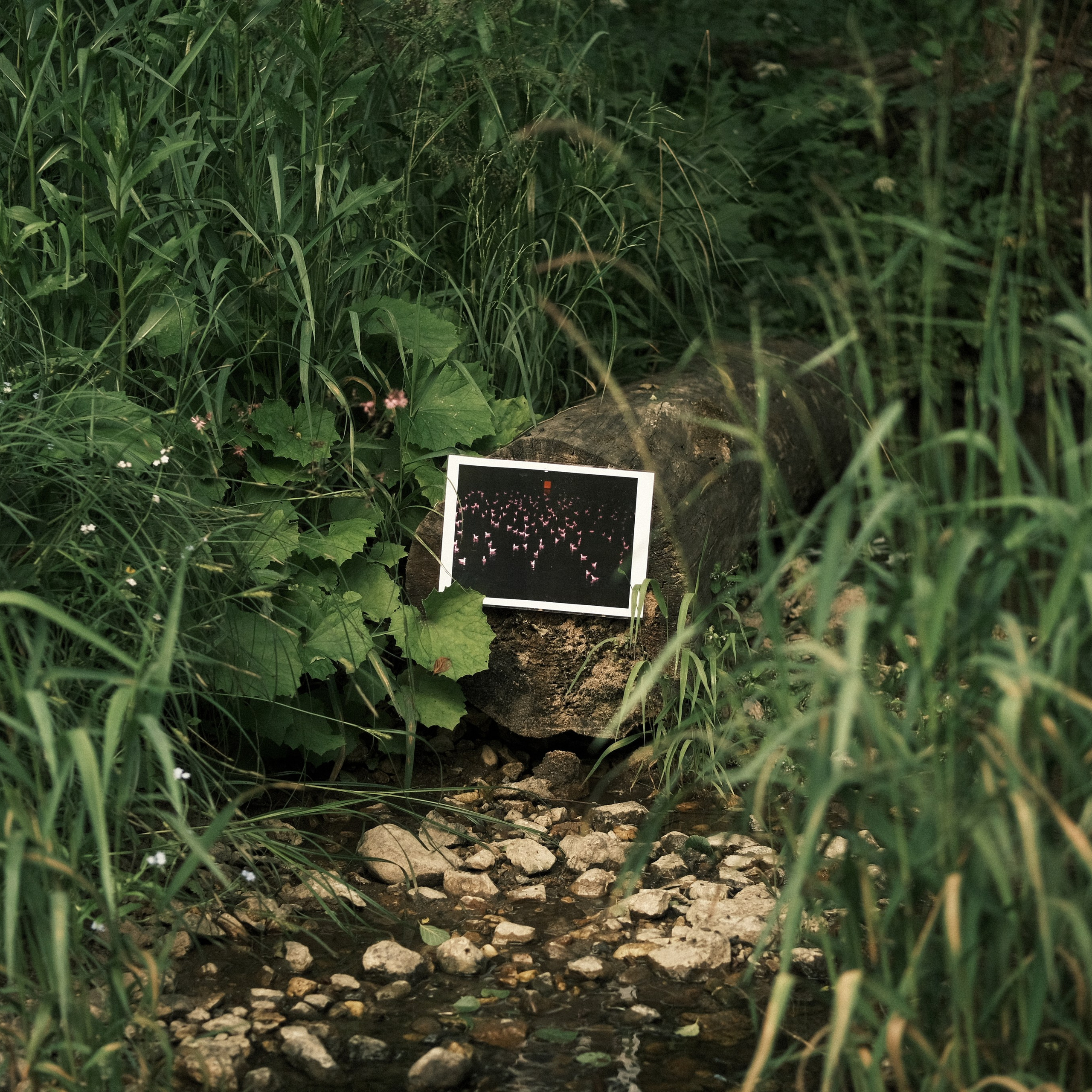 Лаборатория. Фотострелка