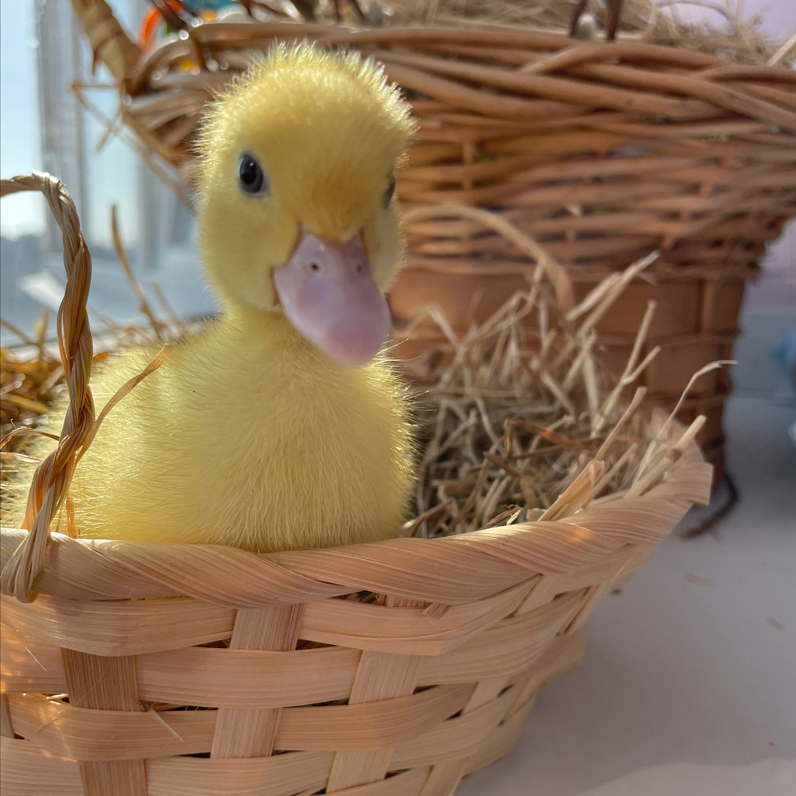 Отзывы. Ольга Брайт Семейный и Контент Фотограф в Санкт-Петербурге