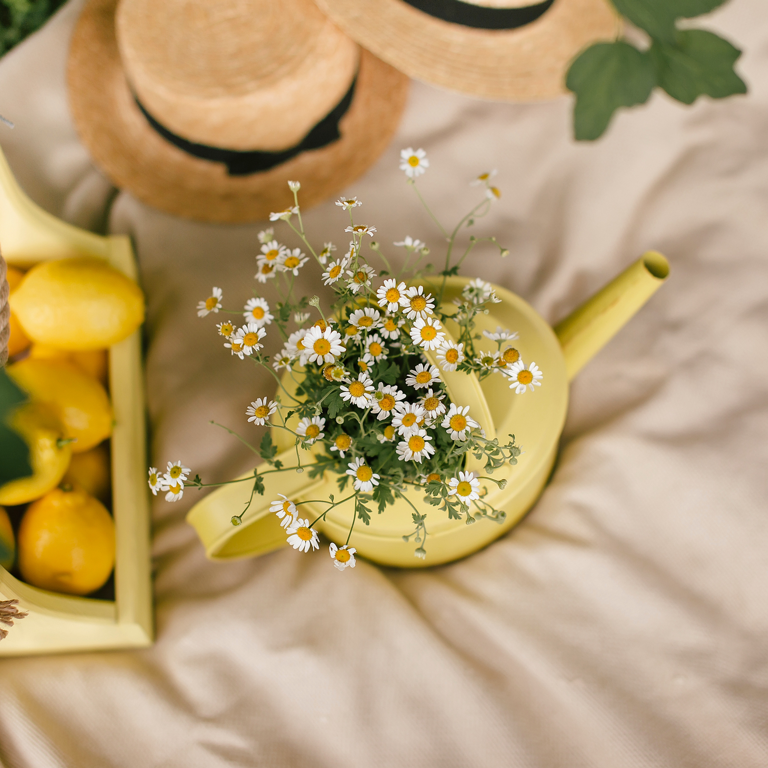 Пикник в желтом