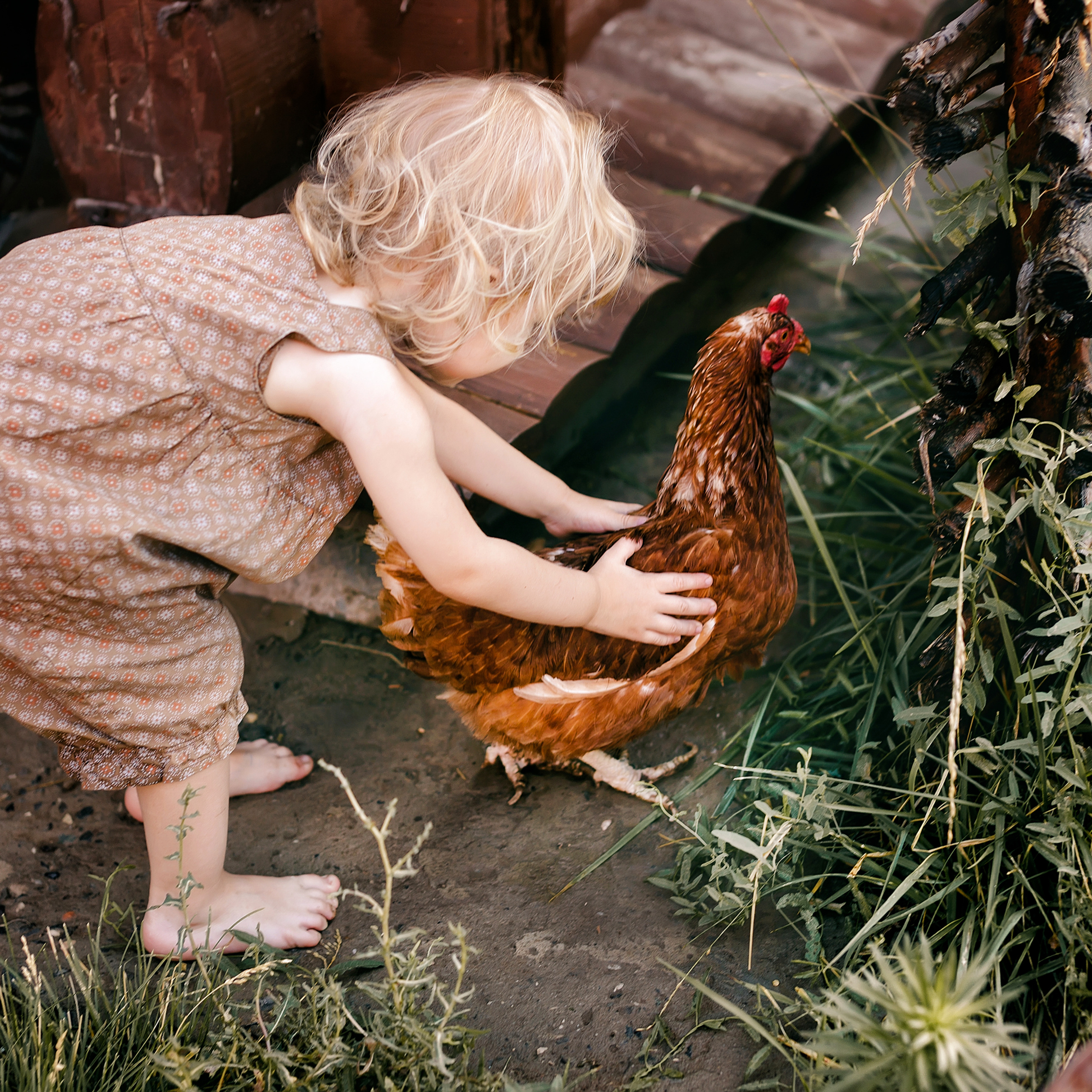 Алиса и ее курочка