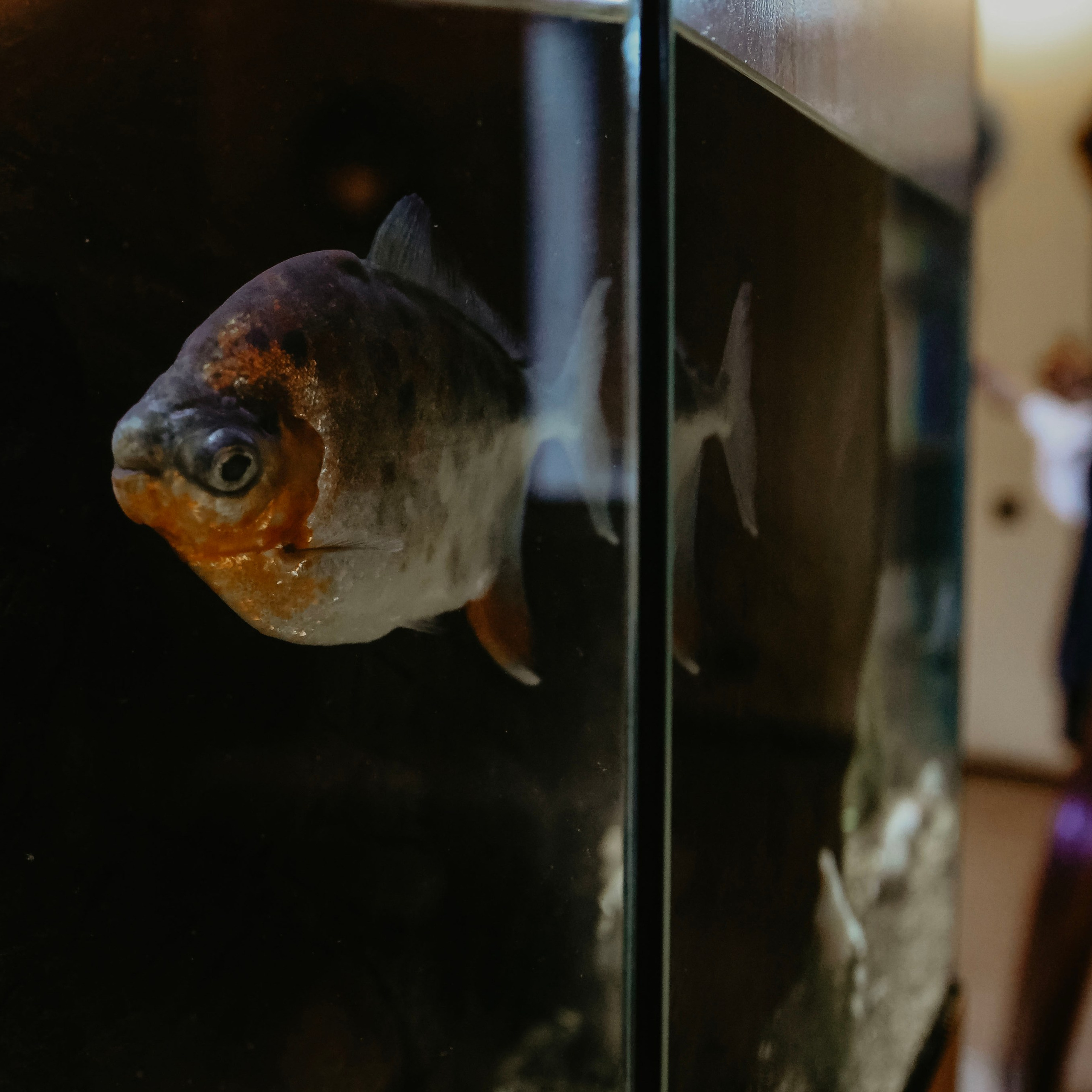 Юбилей Радомира