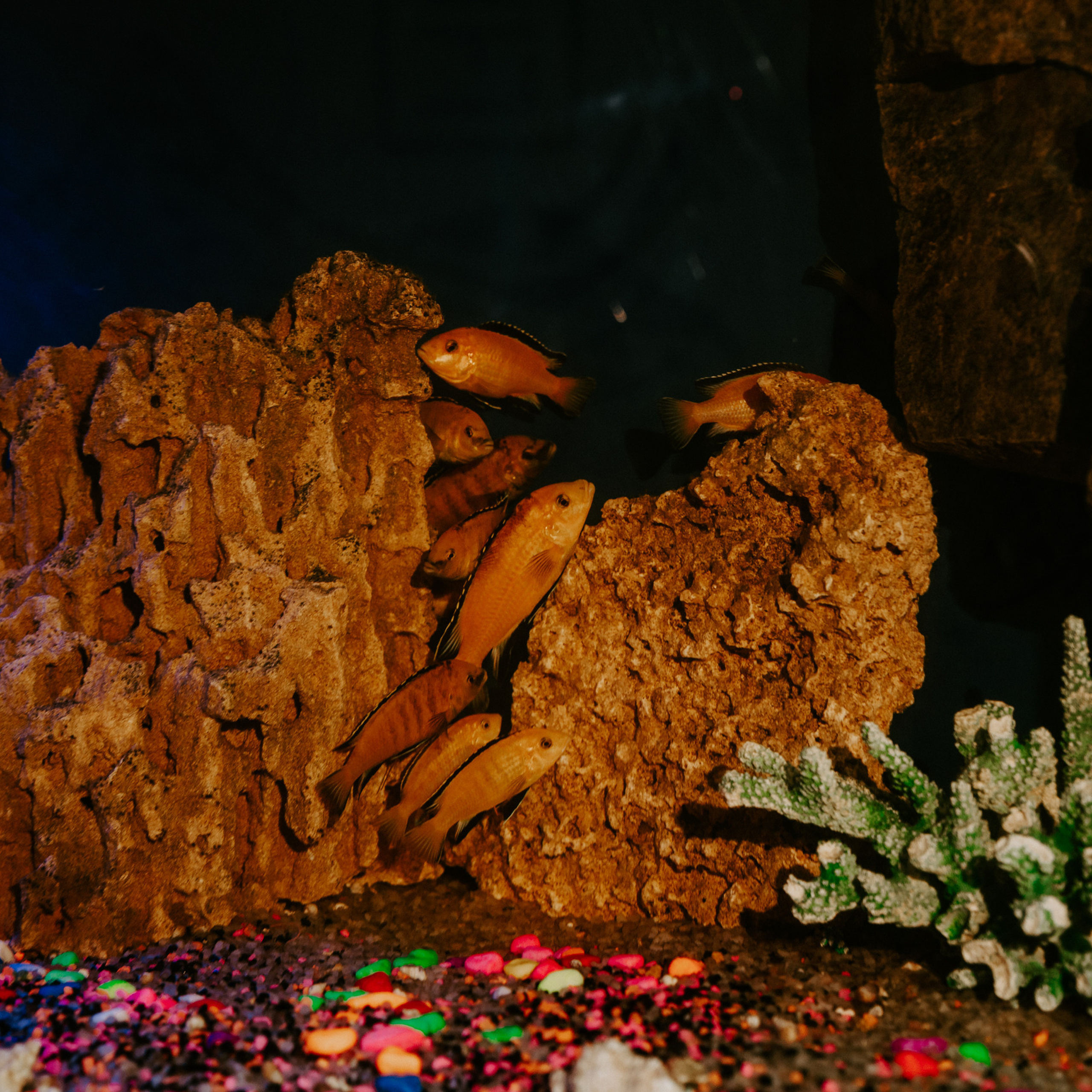 Отзывы. Фотограф в Москве и любой точке земного шара Алёна Вялова (Чулкова)