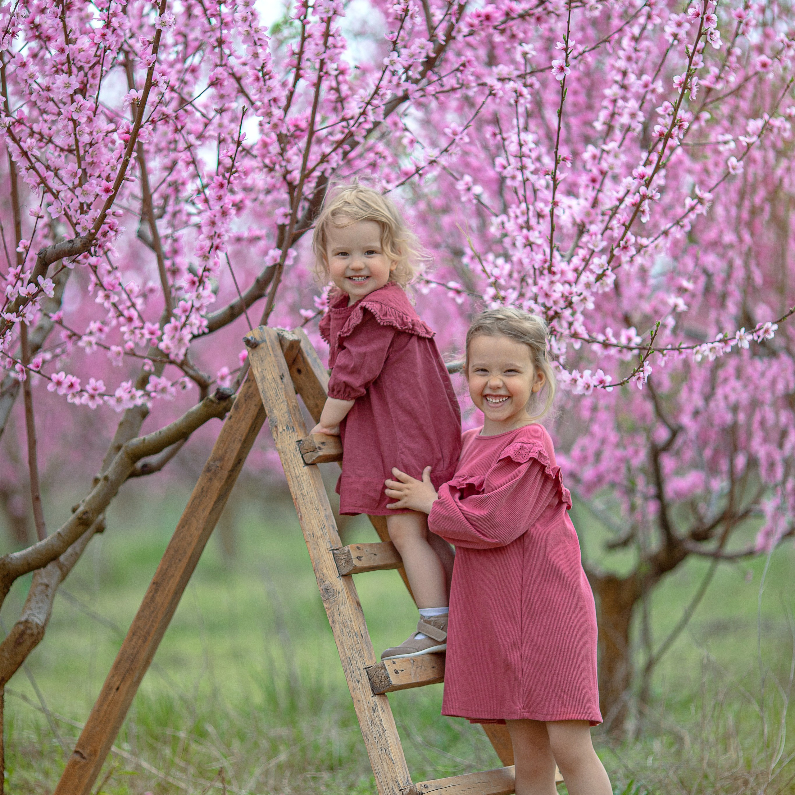 Цветущие персики 2024 г