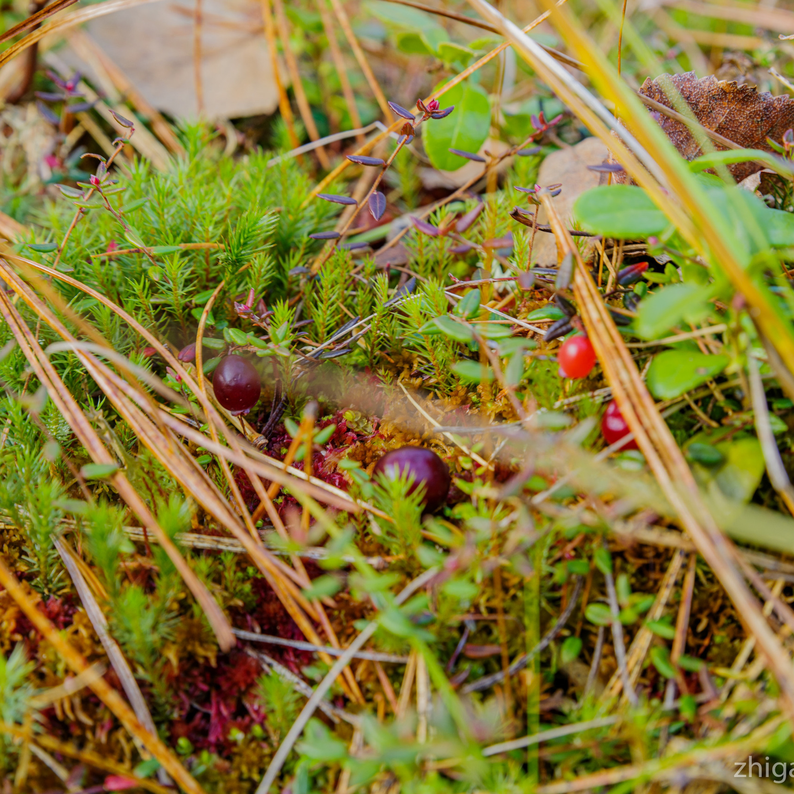 Таёжные места р.Зазара