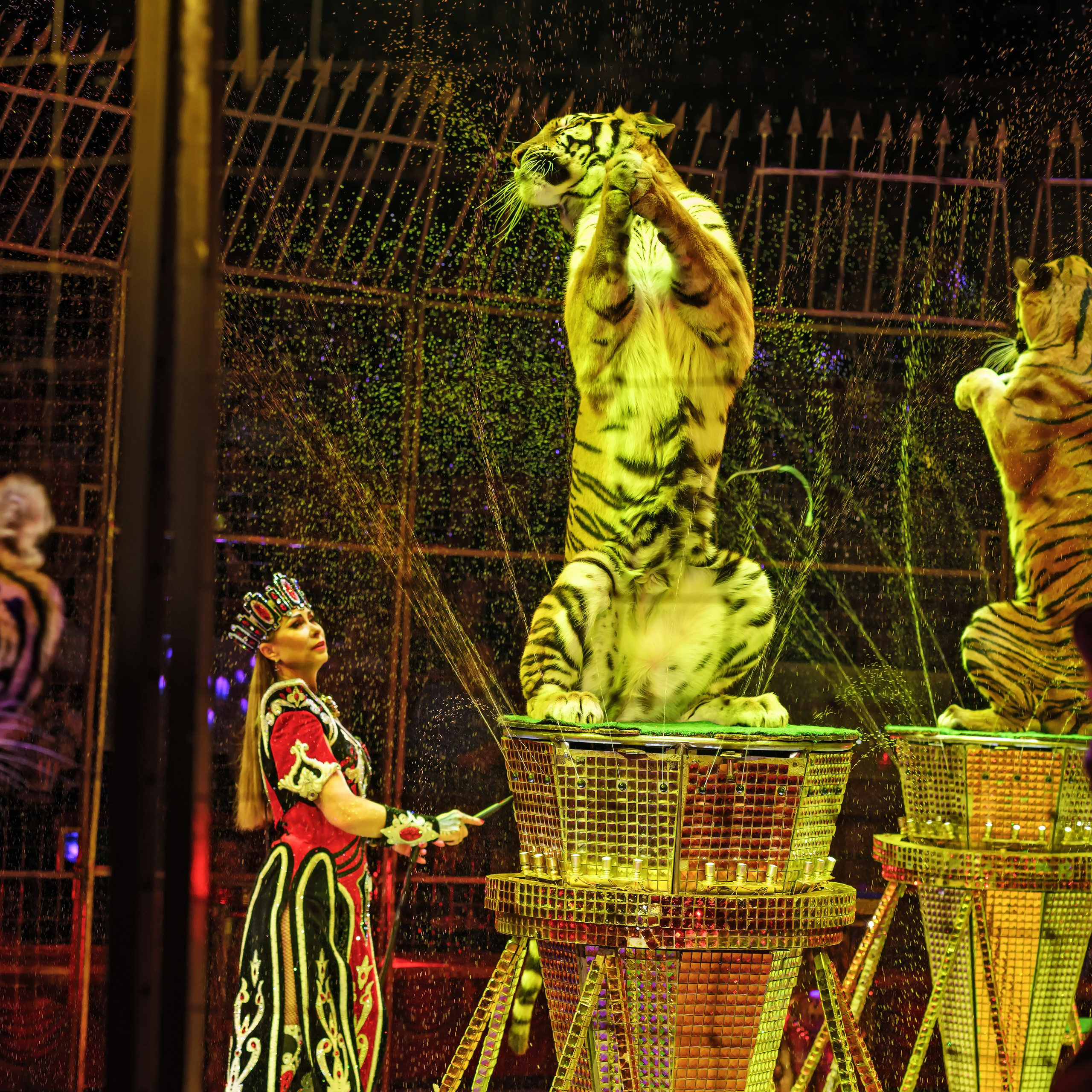 Шоу «Королевский цирк». Фотограф Андрей Пухов (Jazz)