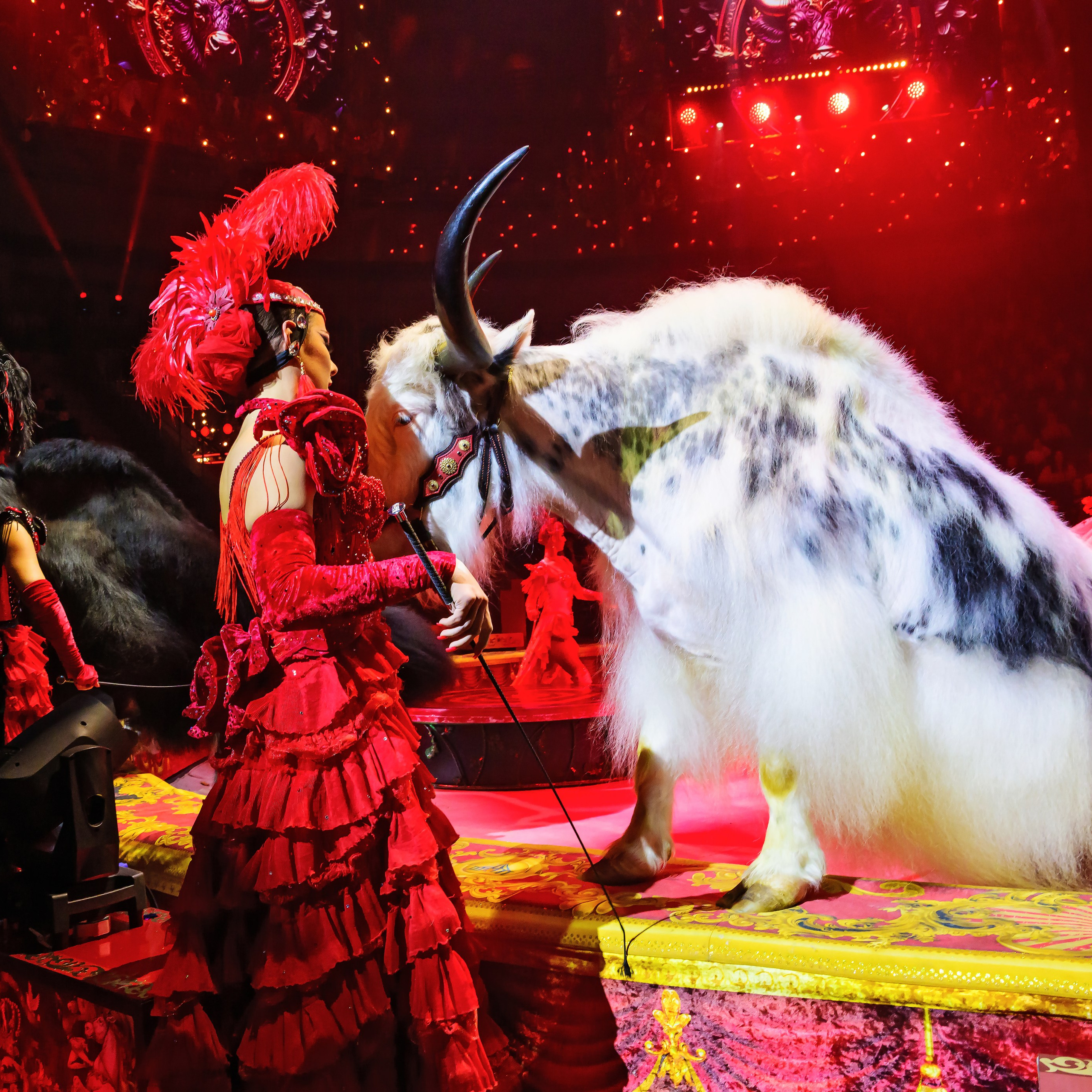 Royal Circus (новые номера). Фотограф Андрей Пухов (Jazz)