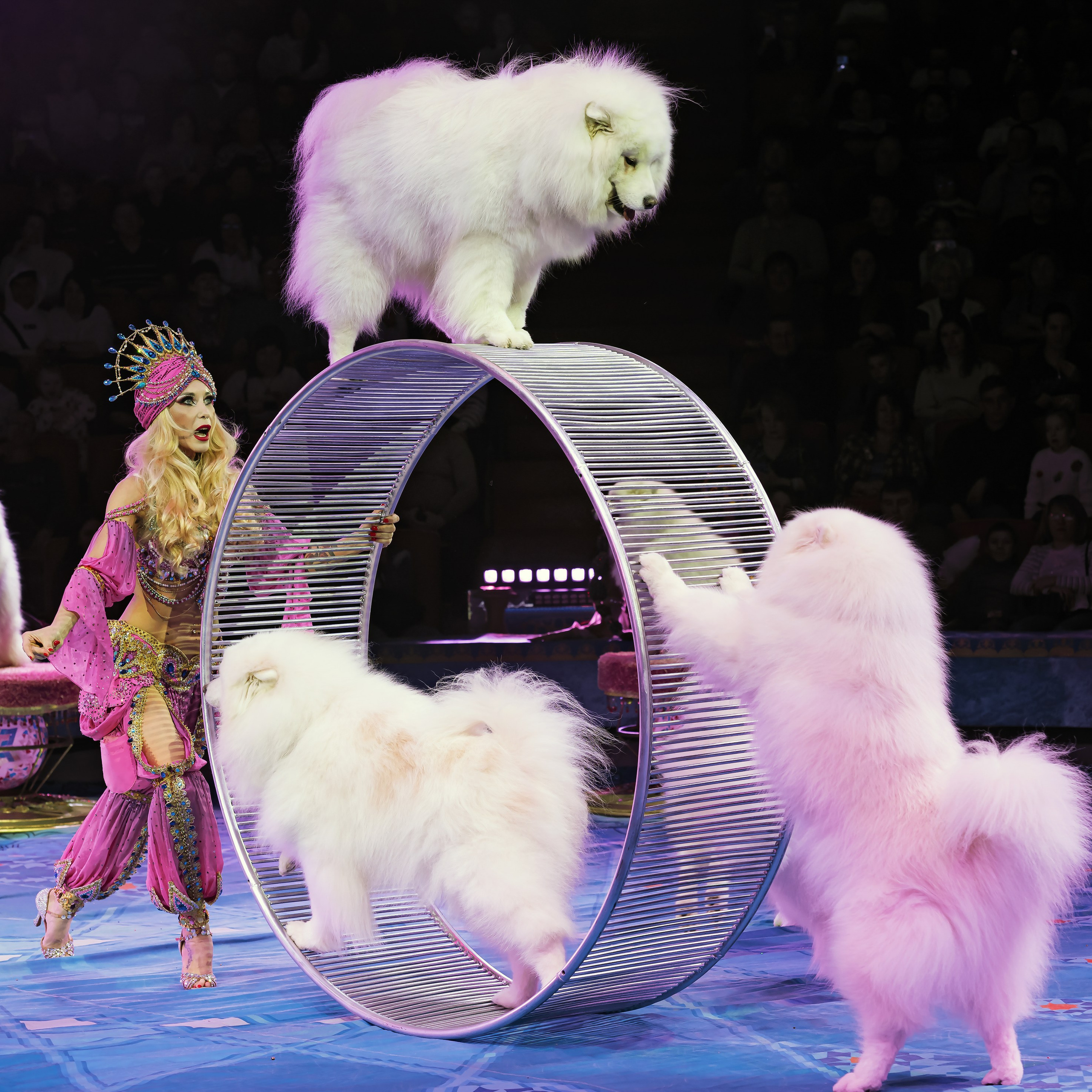 Песчаная сказка — Нижегородский Государственный Цирк (Премьера). Цирковой фотограф Андрей Пухов (Jazz)