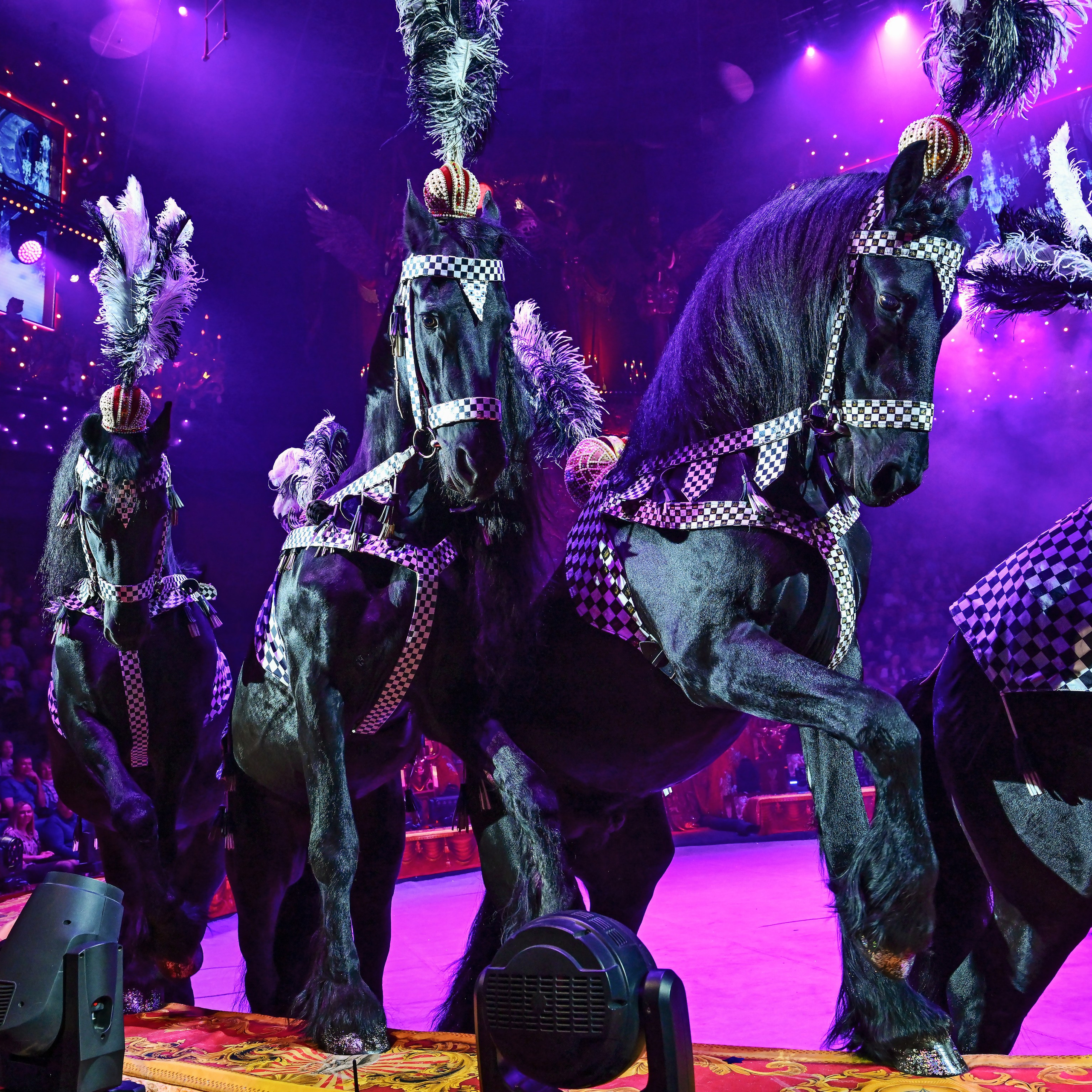 Шоу «Королевский цирк». Фотограф Андрей Пухов (Jazz)