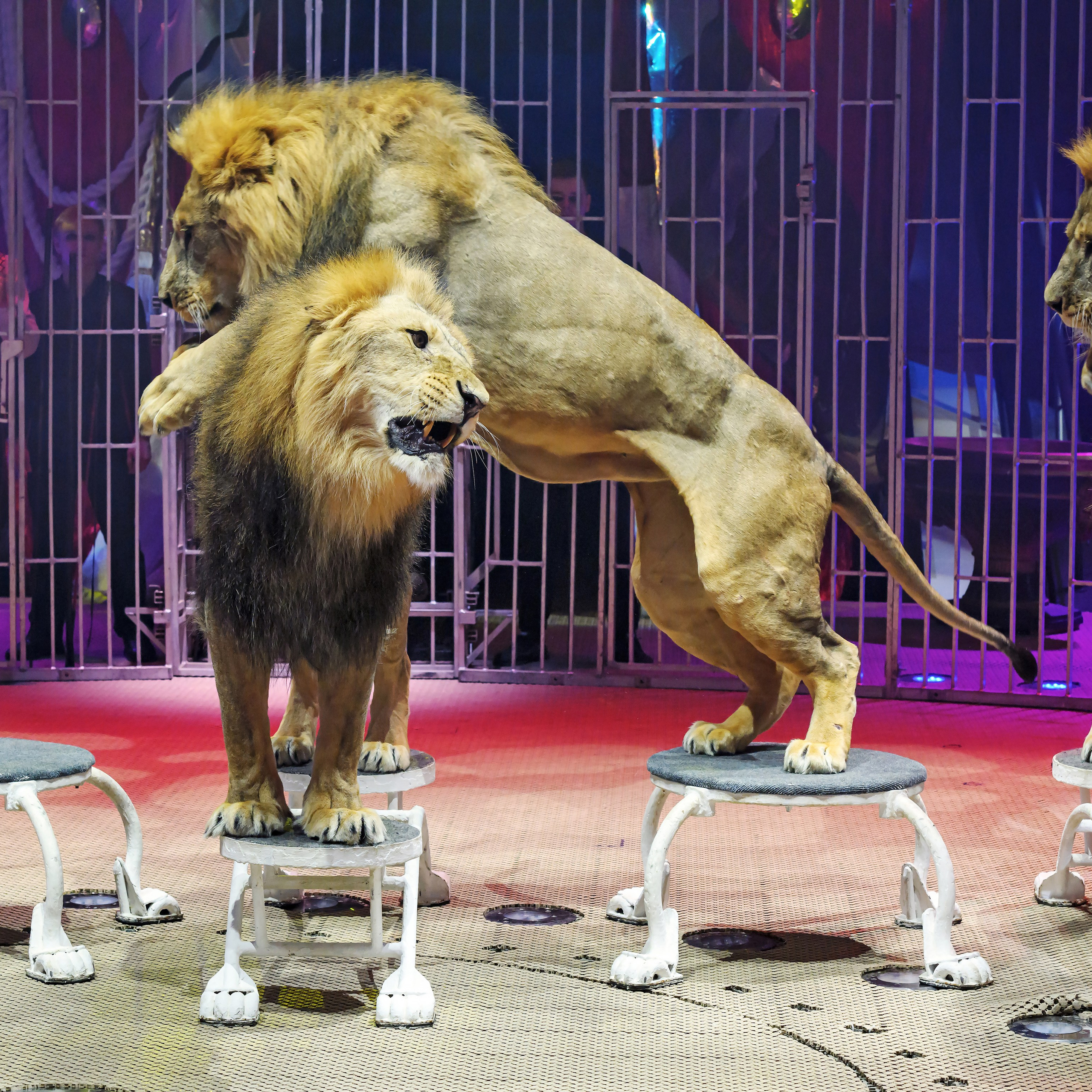 Принц Цирка (Продюсерский центр Влада Гончарова)🎪🦁. Фотограф Андрей Пухов (Jazz)