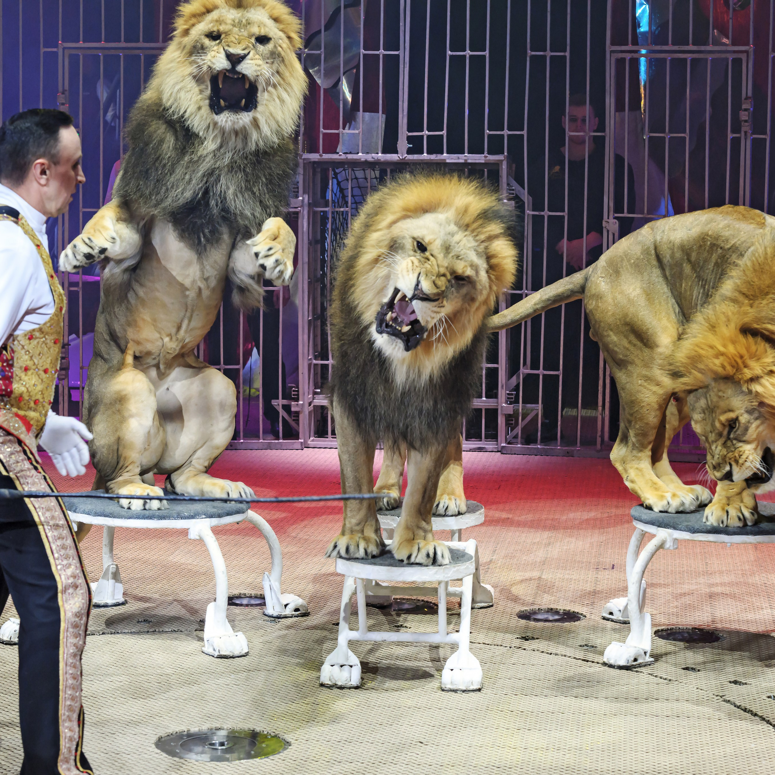 Принц Цирка (Продюсерский центр Влада Гончарова)🎪🦁. Фотограф Андрей Пухов (Jazz)