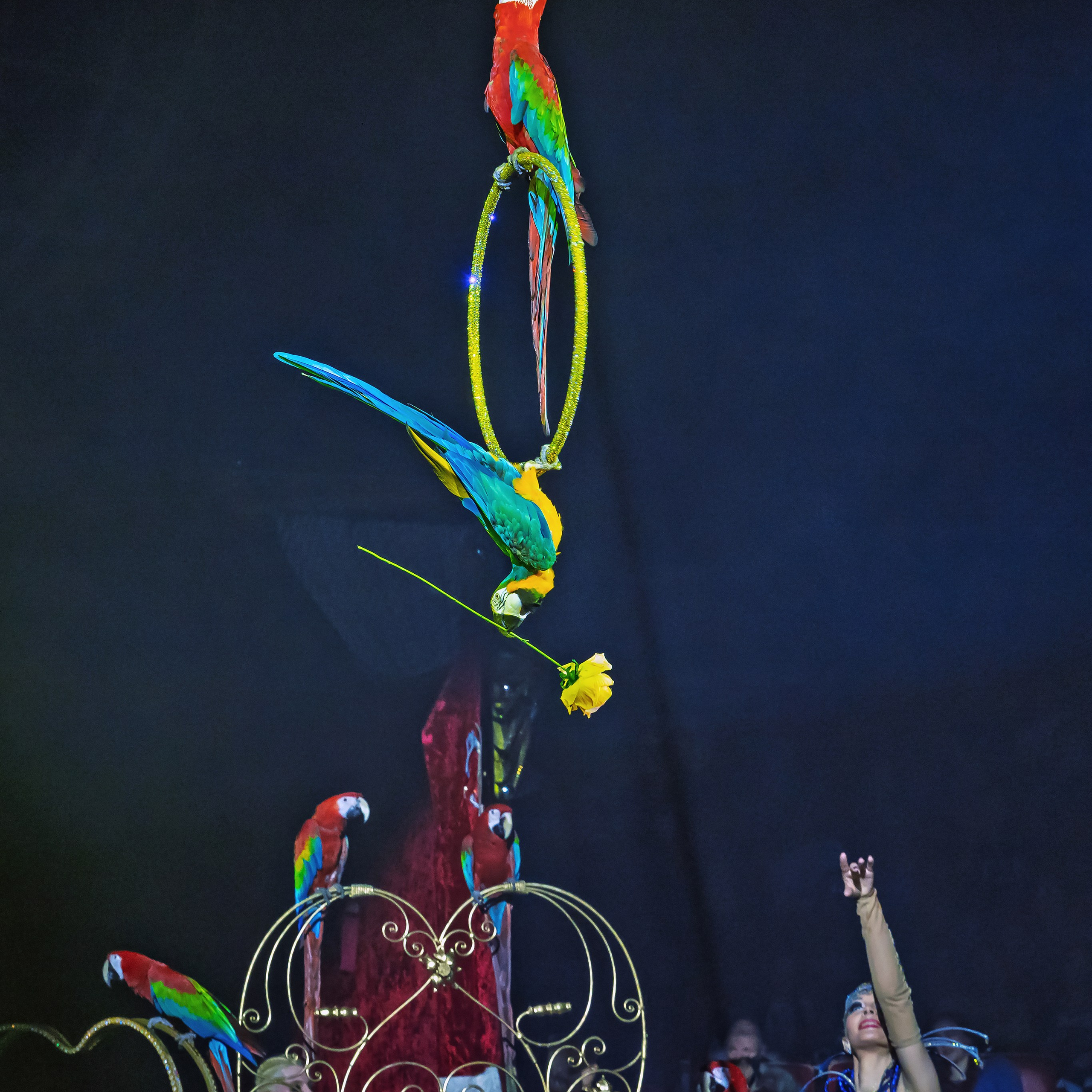 Шоу фонтанов «Принц цирка» 🎪 09.11.2024. Фотограф Андрей Пухов (Jazz)