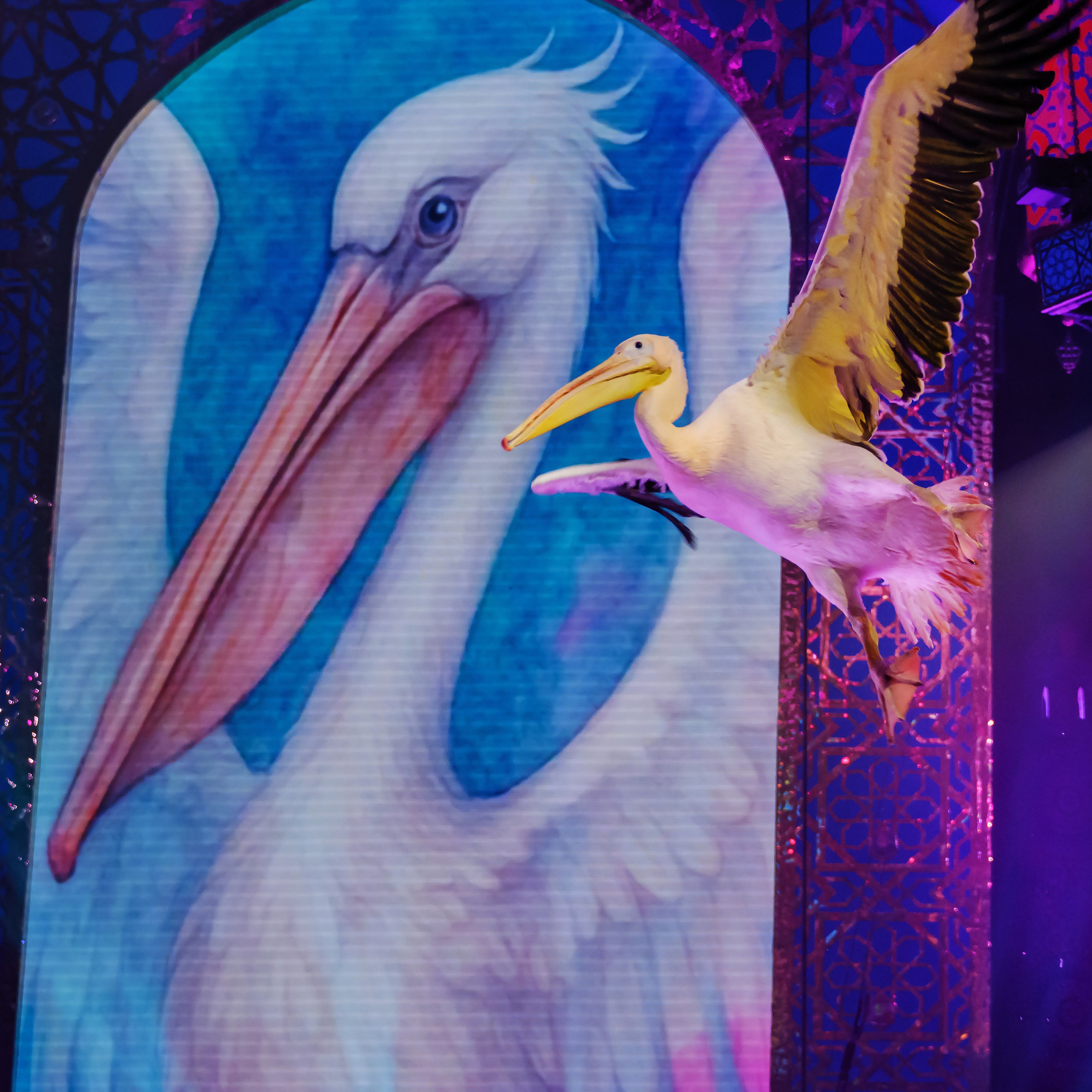 Песчаная сказка Гии Эрадзе — волшебное шоу 🎪, которое должен увидеть каждый, кто ценит красоту🌹, талант 🎭 и умение мечтать 💫. Цирковой фотограф Андрей Пухов (Jazz)