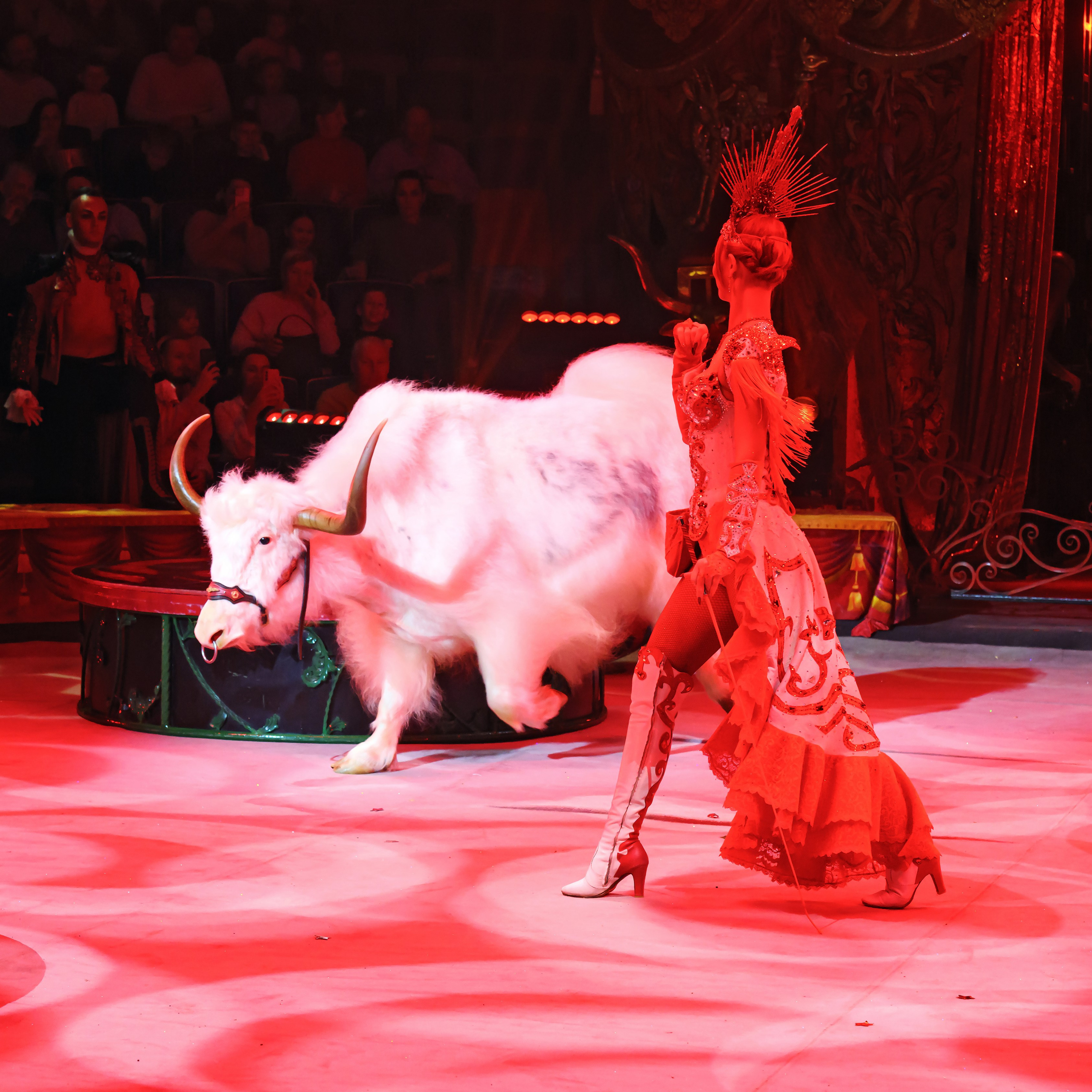 ГРАНДИОЗНОЕ ЦИРКОВОЕ ШОУ ЗАСЛУЖЕННОГО АРТИСТА РОССИИ ГИИ ЭРАДЗЕ. Фотограф Андрей Пухов (Jazz)