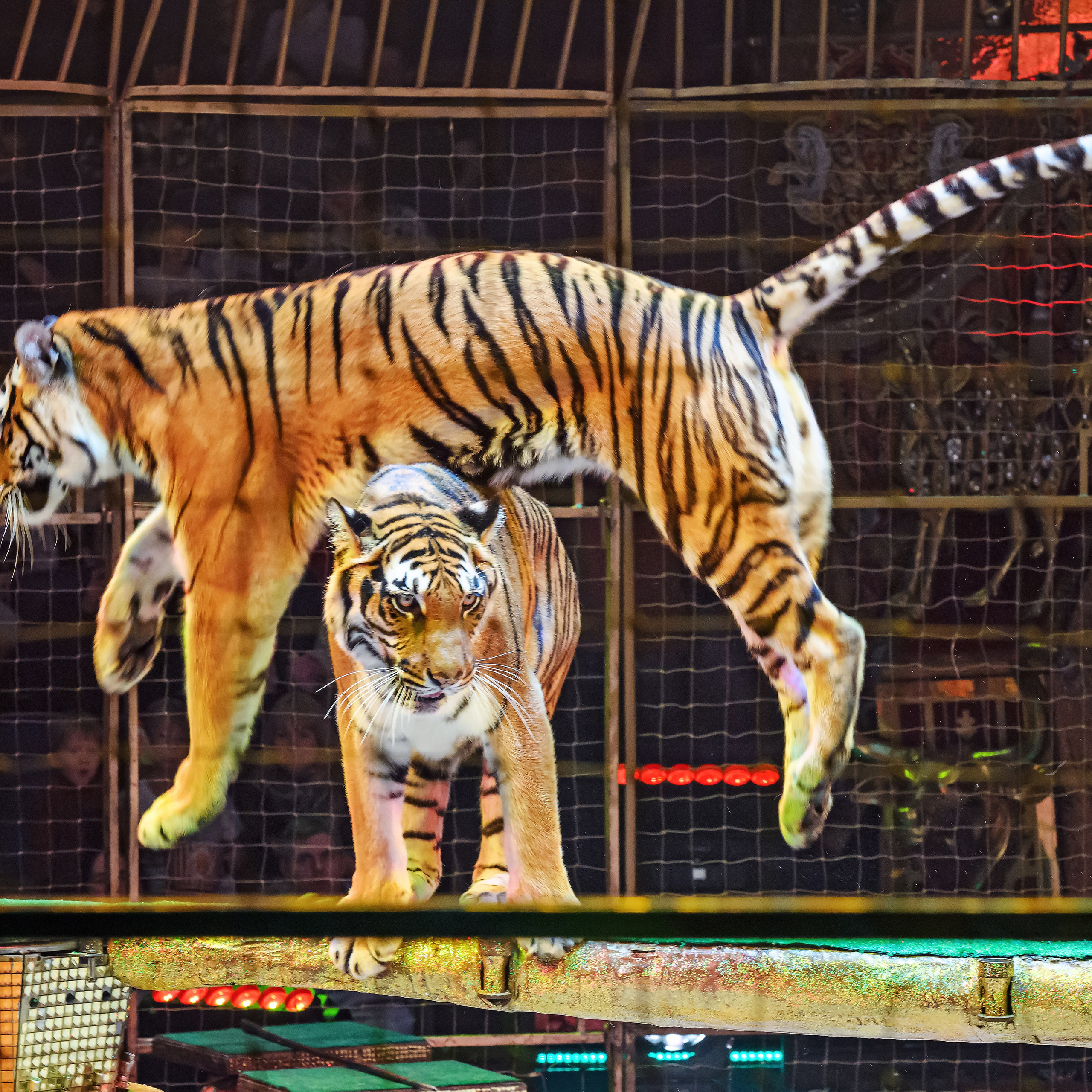 Королевский цирк ПРЕМЬЕРА НН. Фотограф Андрей Пухов (Jazz)