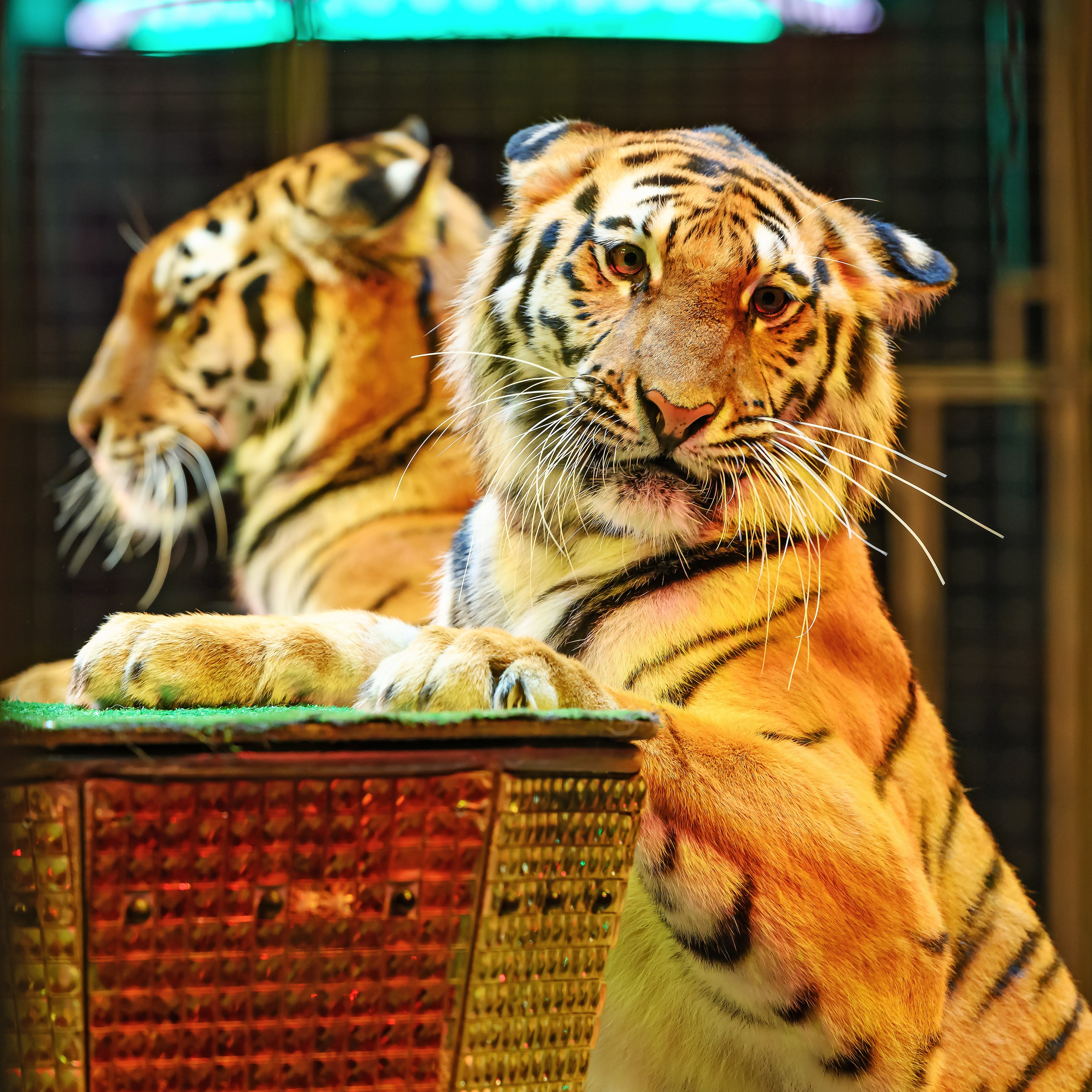 Шоу «Королевский цирк». Фотограф Андрей Пухов (Jazz)