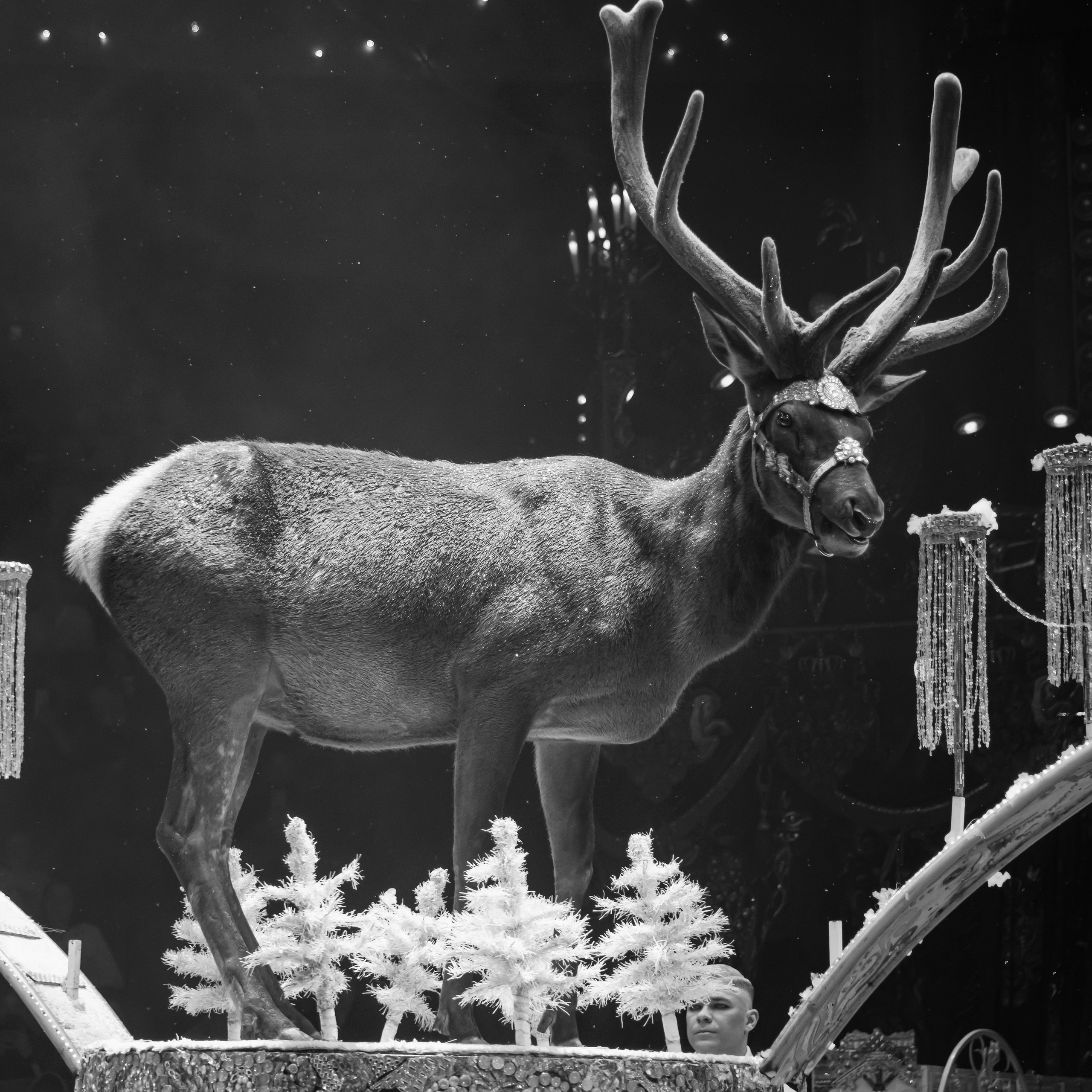 Вечное искусство удивлять: Королевский цирк Гии Эрадзе 👑 Роскошь здесь в каждой детали 💫✨⭐. Фотограф Андрей Пухов (Jazz)