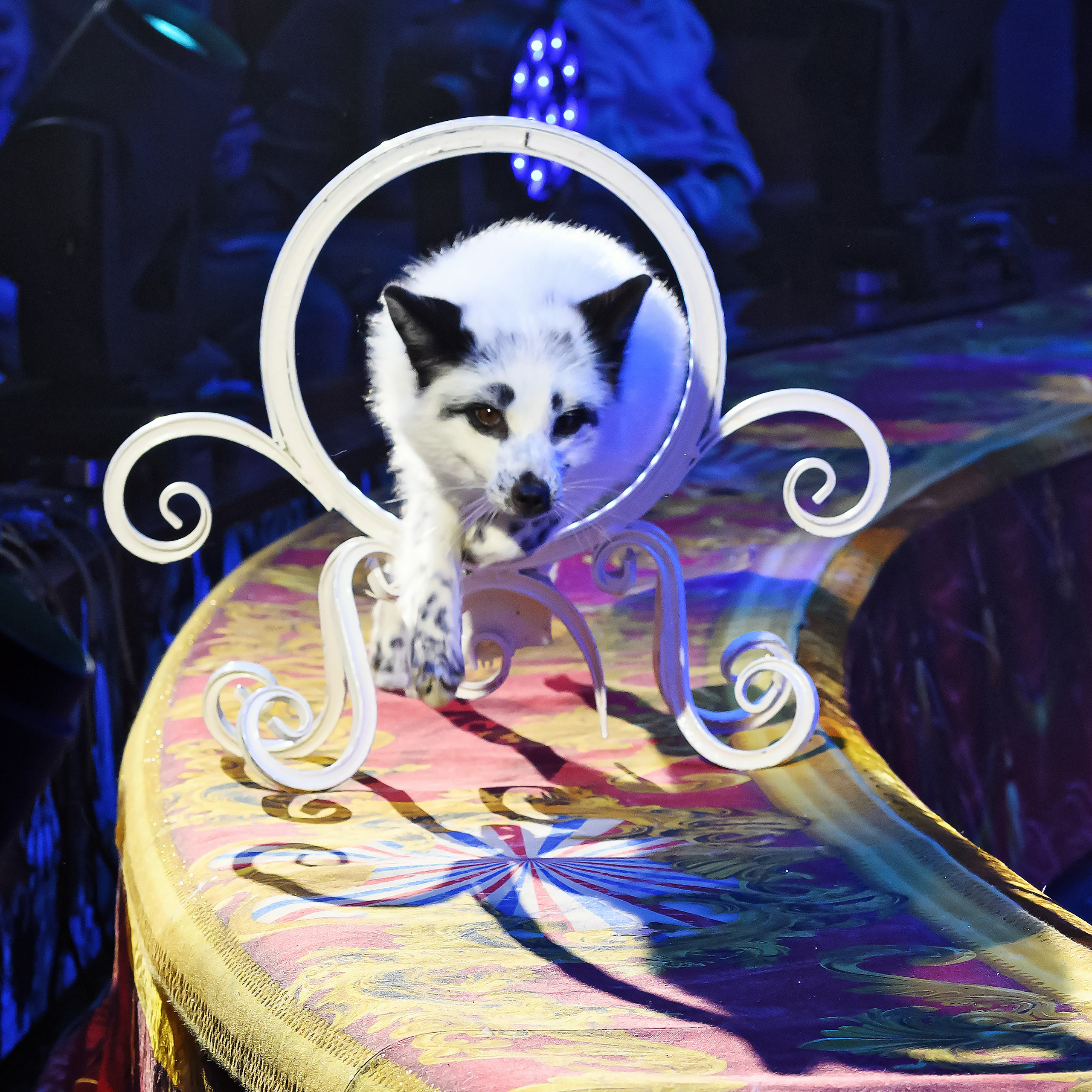 ГРАНДИОЗНОЕ ЦИРКОВОЕ ШОУ ЗАСЛУЖЕННОГО АРТИСТА РОССИИ ГИИ ЭРАДЗЕ. Фотограф Андрей Пухов (Jazz)