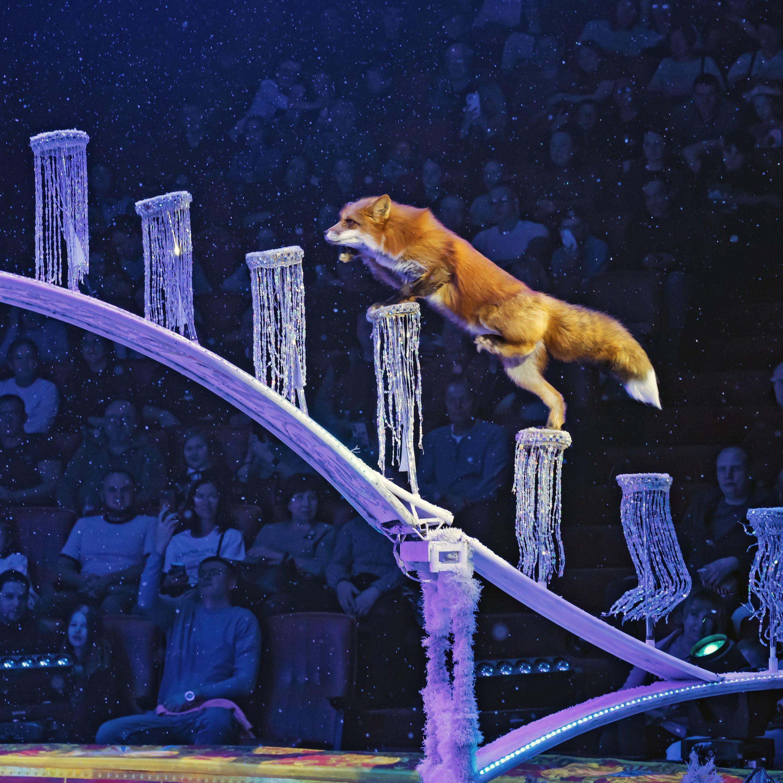 ГРАНДИОЗНОЕ ЦИРКОВОЕ ШОУ ЗАСЛУЖЕННОГО АРТИСТА РОССИИ ГИИ ЭРАДЗЕ. Фотограф Андрей Пухов (Jazz)