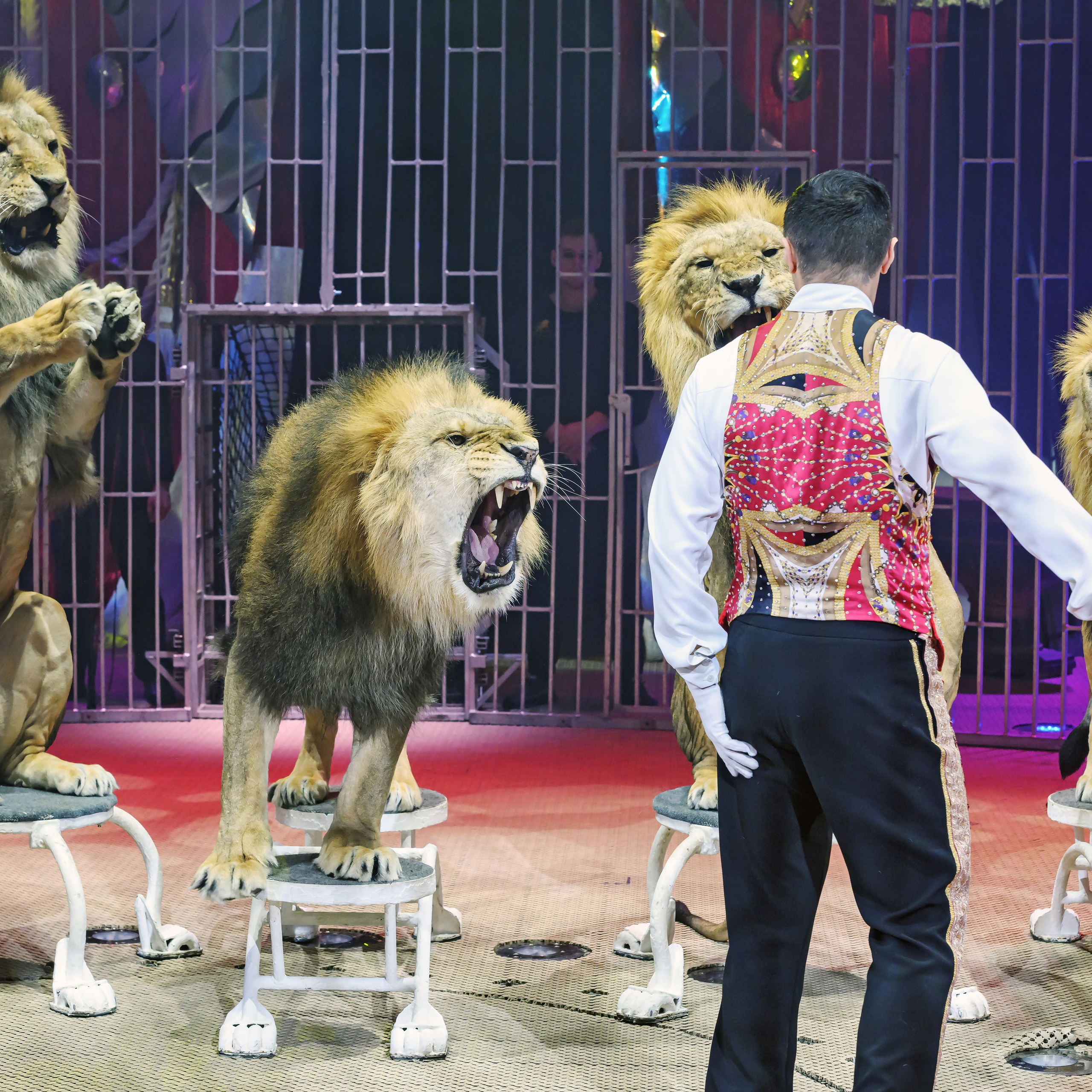 Принц Цирка (Продюсерский центр Влада Гончарова)🎪🦁. Фотограф Андрей Пухов (Jazz)