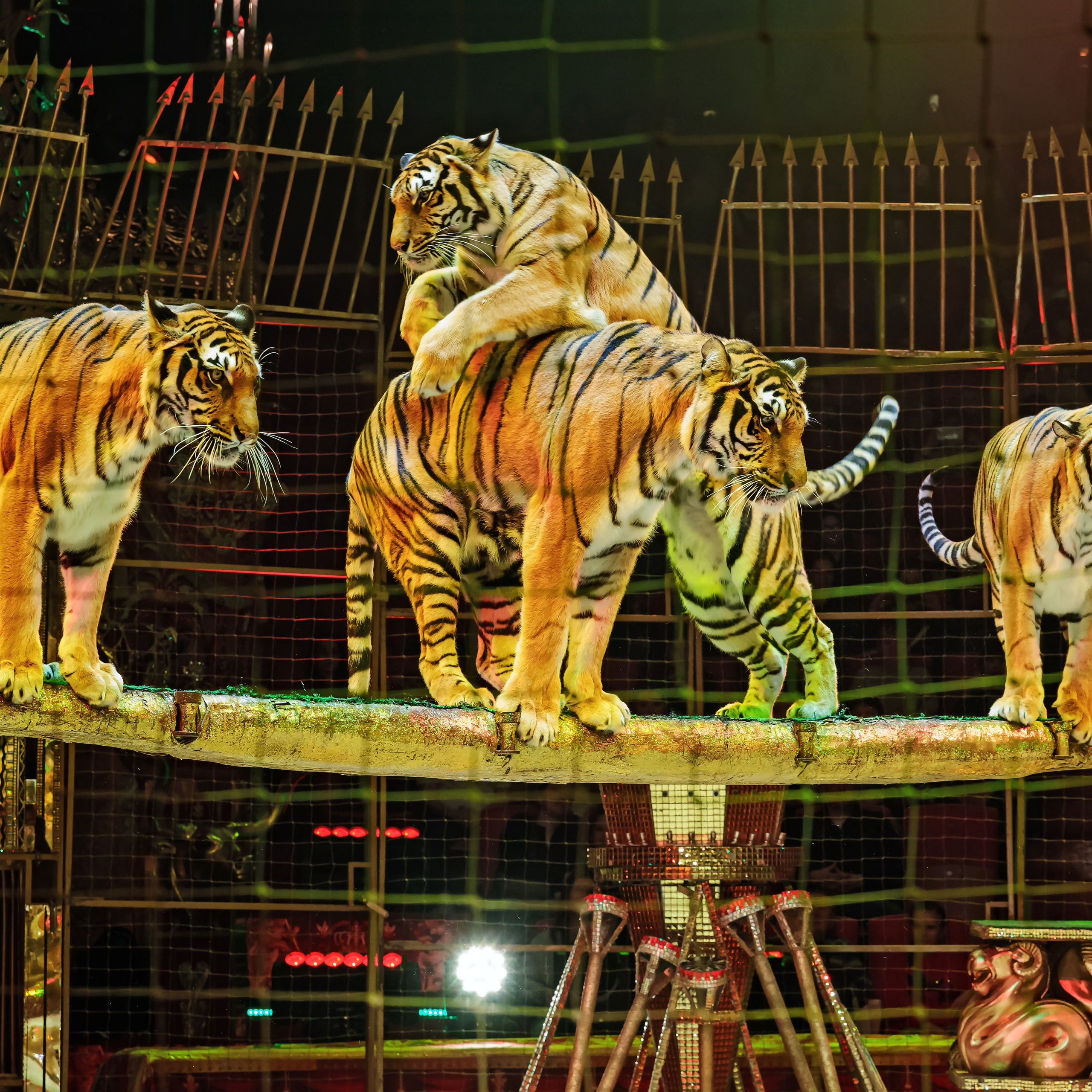 Royal Circus (новые номера). Фотограф Андрей Пухов (Jazz)