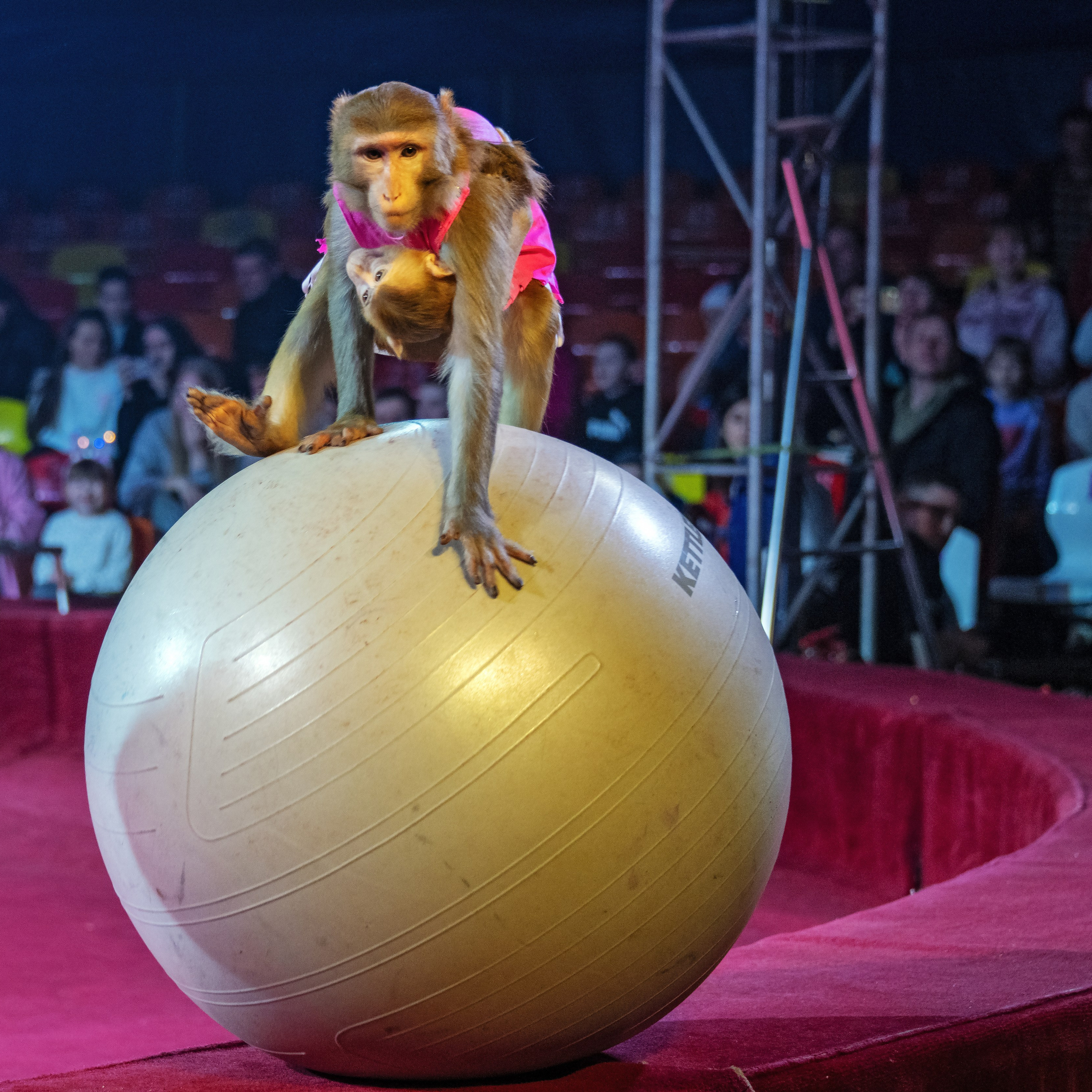 Международный цирк"HAPPY CIRCUS». Фотограф Андрей Пухов (Jazz)