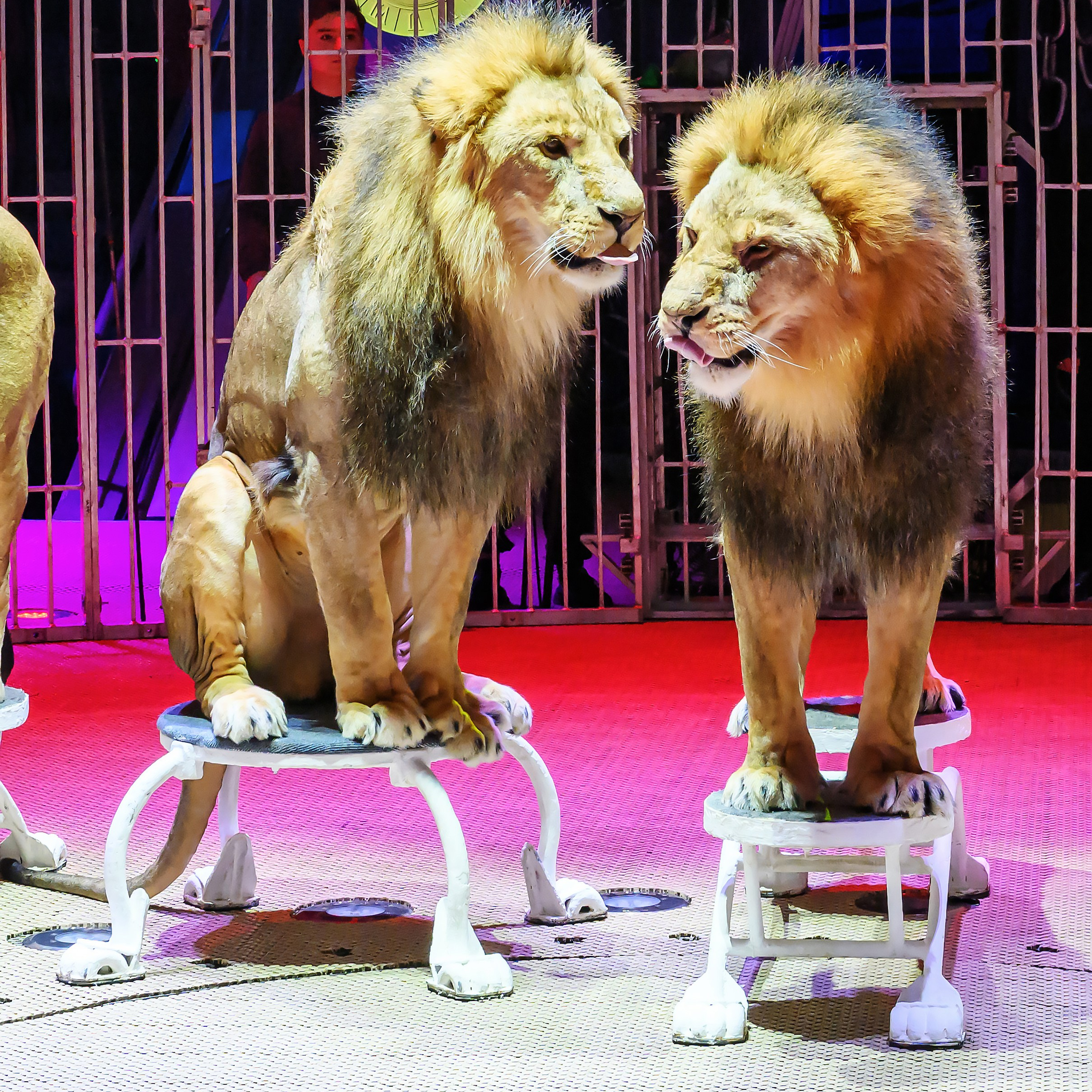 «13 месяцев. Шоу ледяных фонтанов»❄💙. Фотограф Андрей Пухов (Jazz)