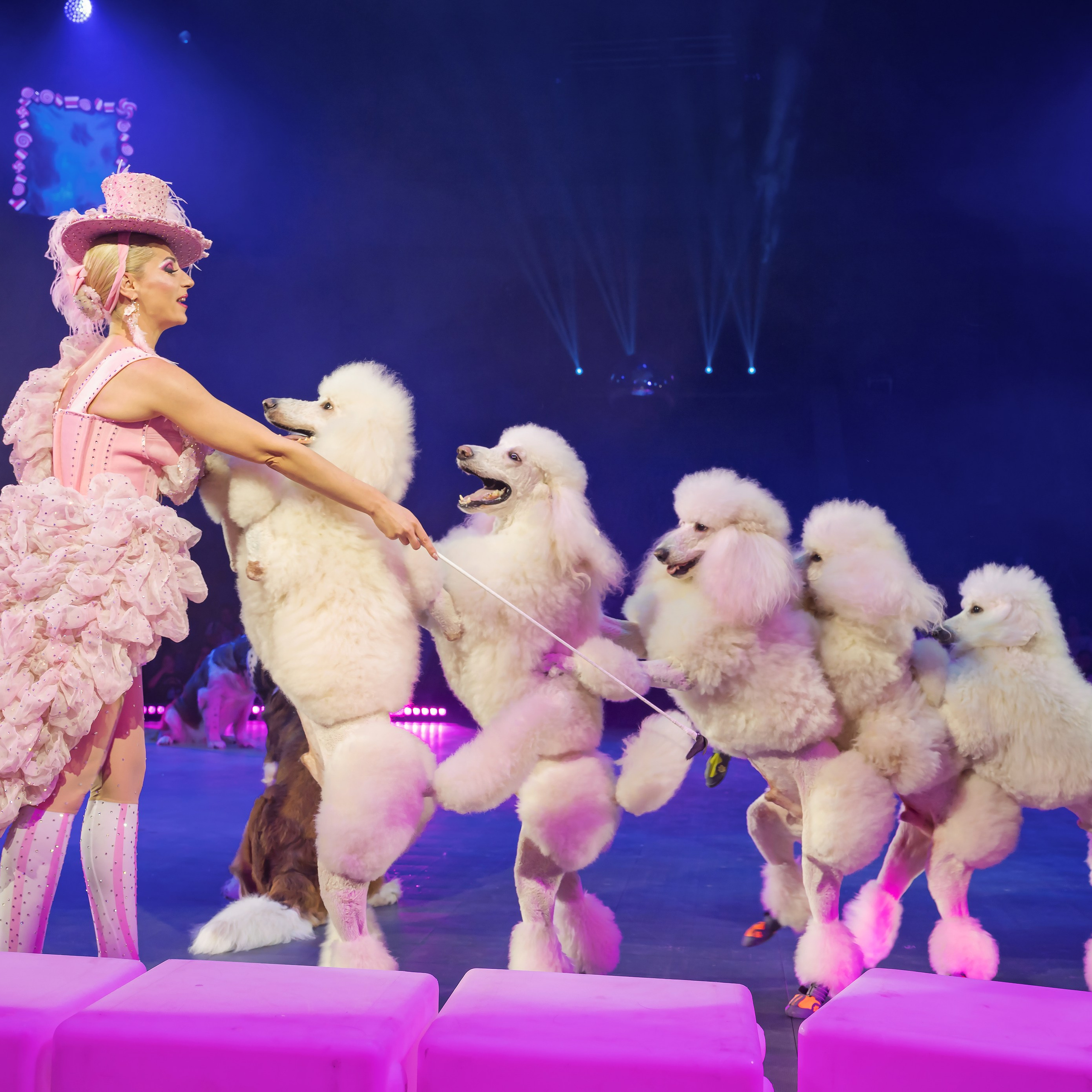 🍭Вкусное шоу «WOW»🍫. Фотограф Андрей Пухов (Jazz)