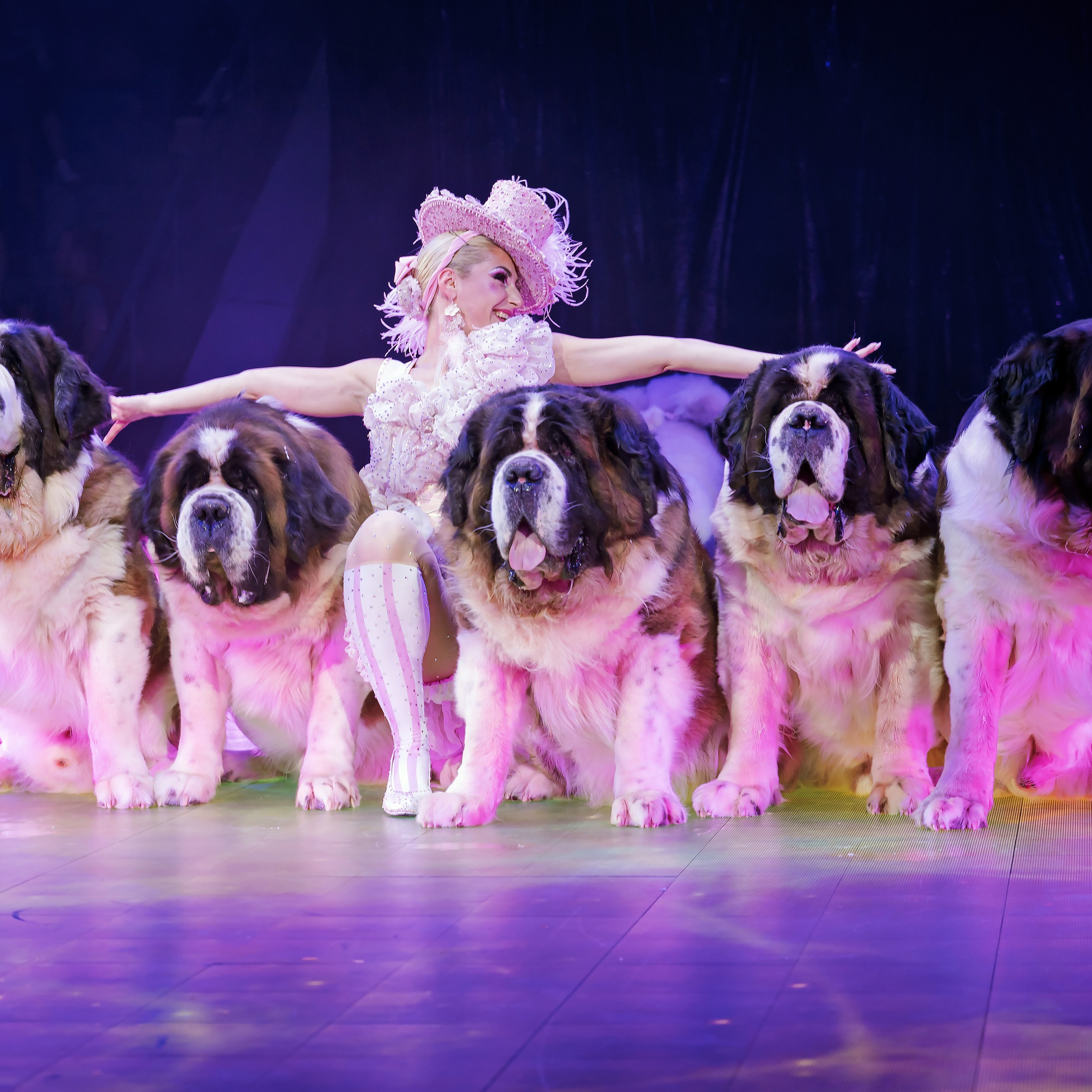 🍭Вкусное шоу «WOW»🍫. Фотограф Андрей Пухов (Jazz)