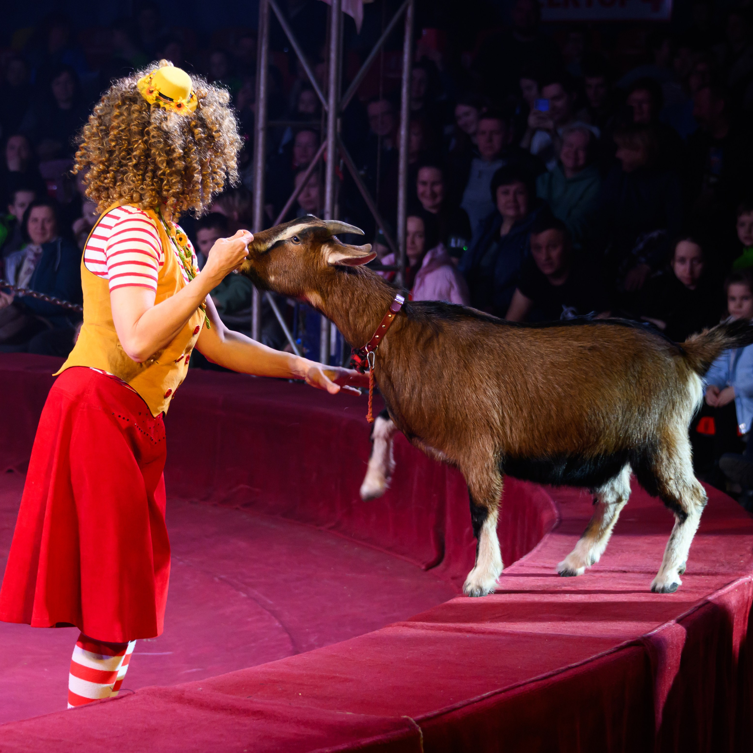 Международный цирк"HAPPY CIRCUS». Фотограф Андрей Пухов (Jazz)