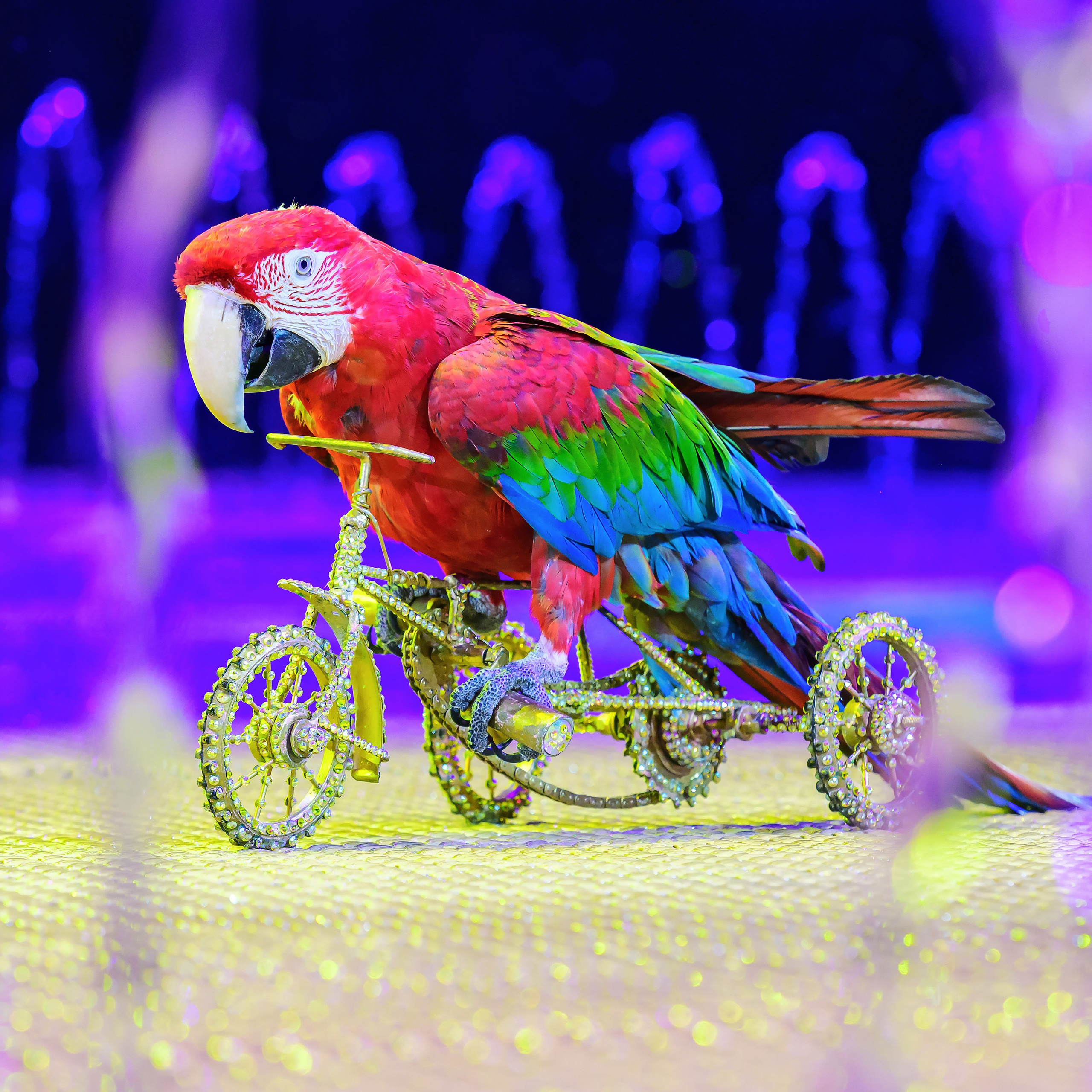 Принц Цирка (Продюсерский центр Влада Гончарова)🎪🦁. Фотограф Андрей Пухов (Jazz)