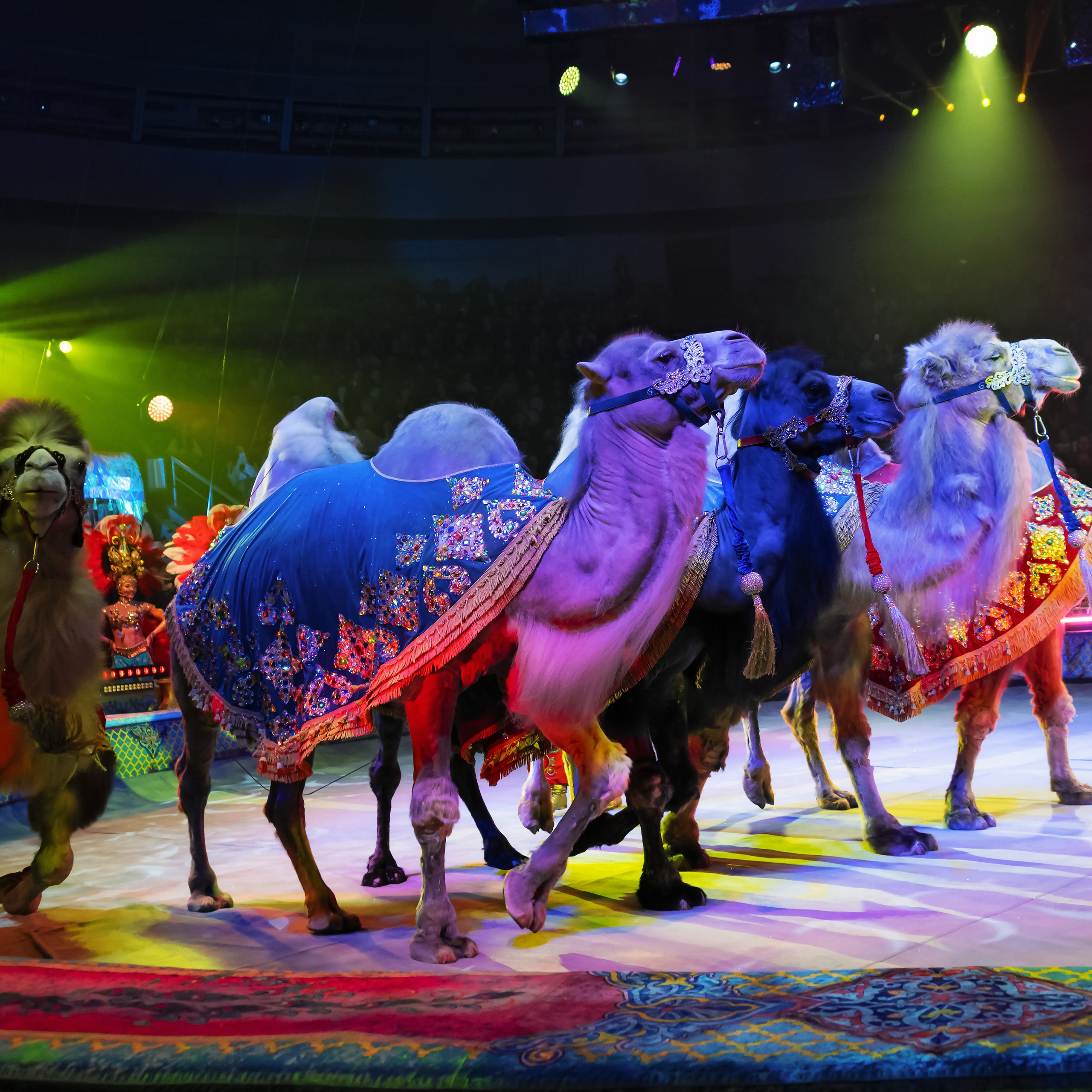 «С окончанием» шоу «Песчаная сказка» в Нижнем Новгороде. ✨🎪🐪. Цирковой фотограф Андрей Пухов (Jazz)