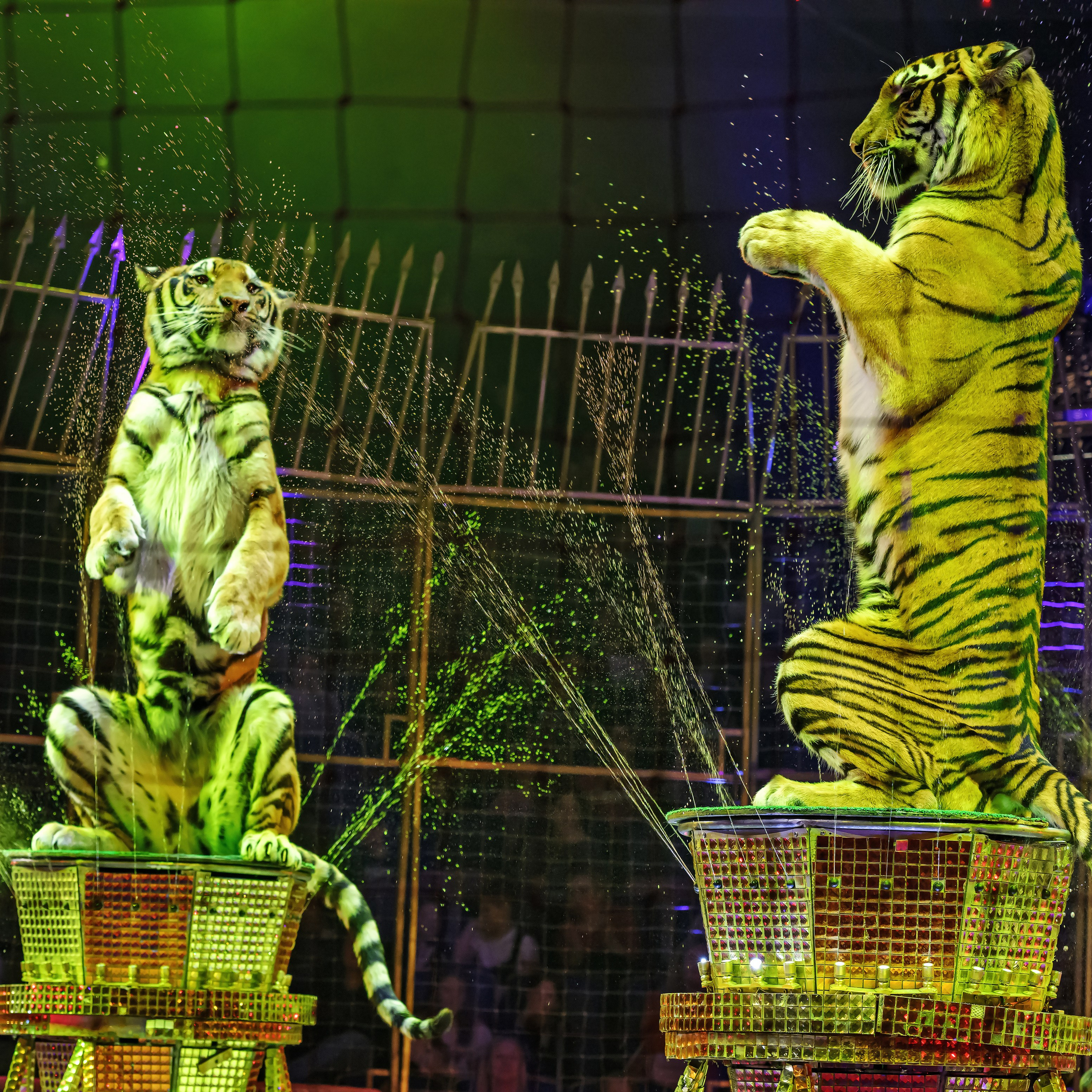 Шоу «Королевский цирк». Фотограф Андрей Пухов (Jazz)