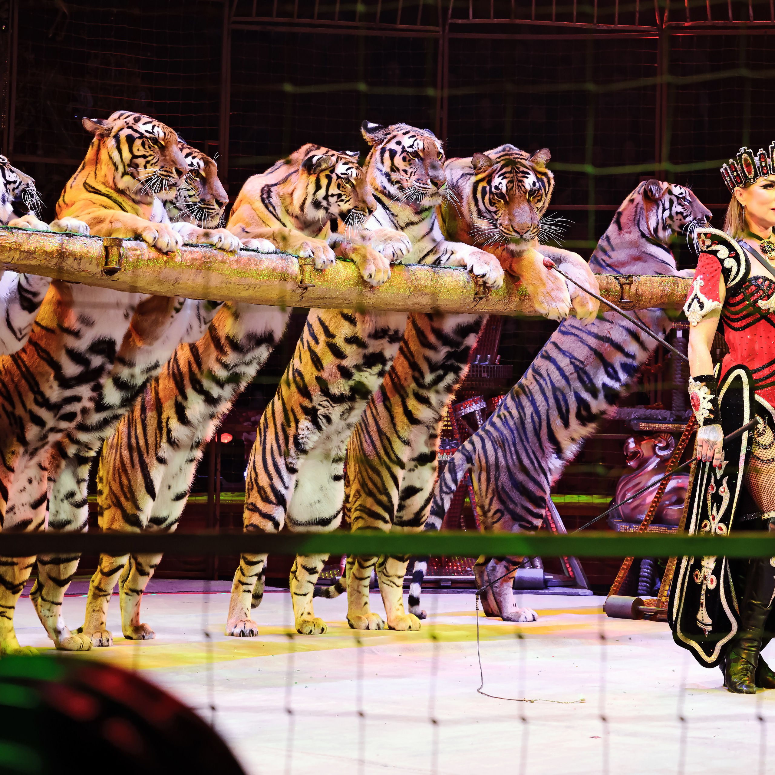 Royal Circus (новые номера). Фотограф Андрей Пухов (Jazz)