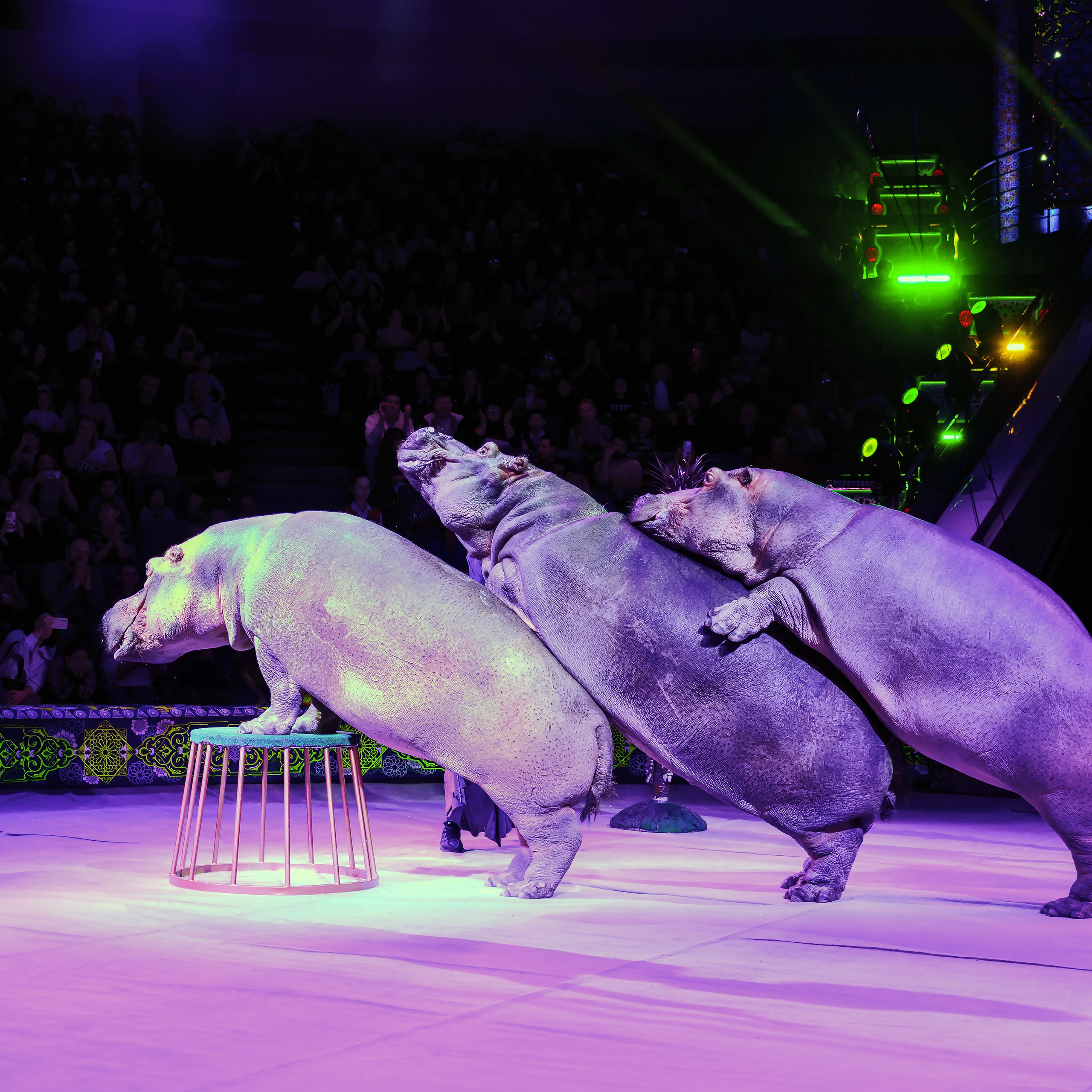 Песчаная сказка Гии Эрадзе — волшебное шоу 🎪, которое должен увидеть каждый, кто ценит красоту🌹, талант 🎭 и умение мечтать 💫. Цирковой фотограф Андрей Пухов (Jazz)