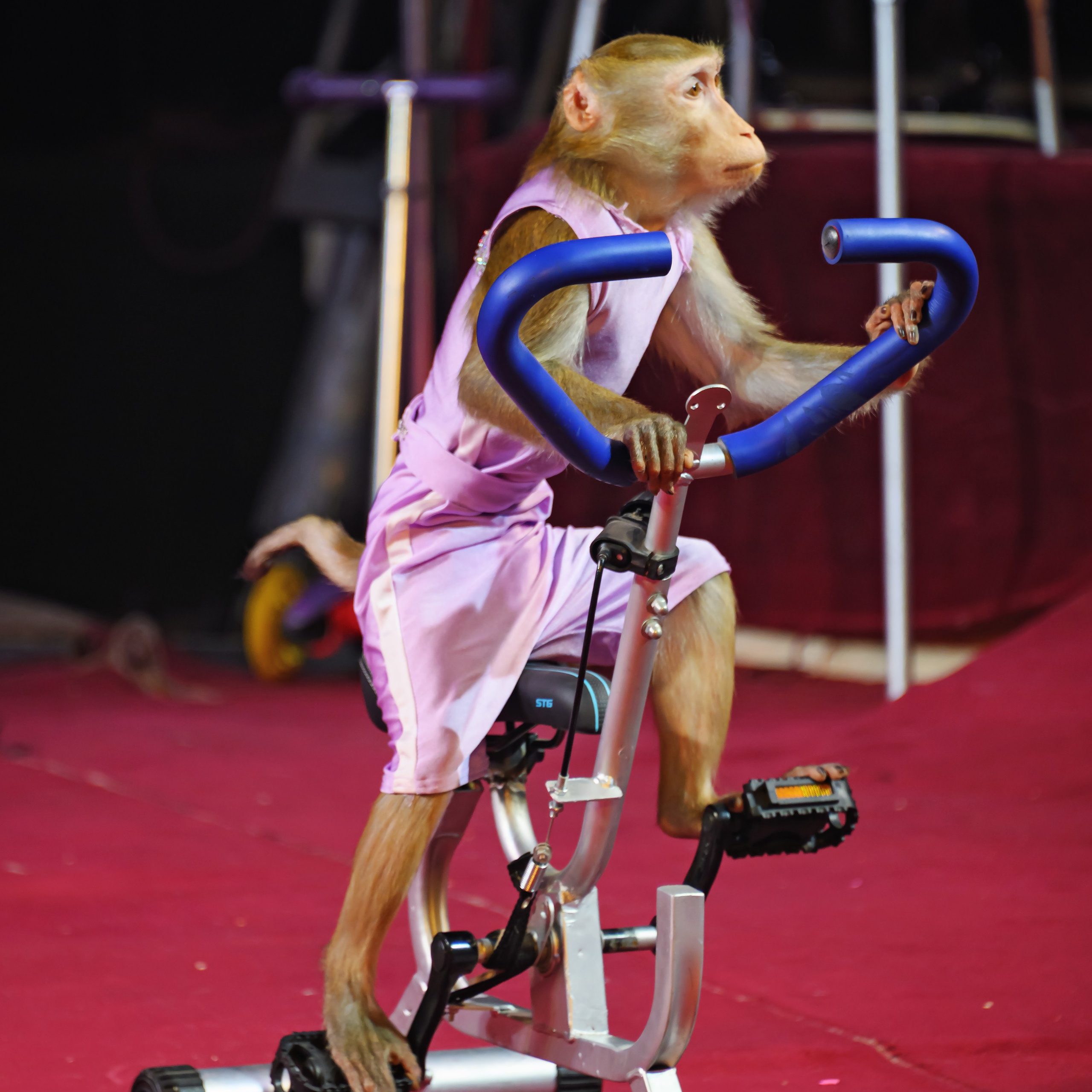 Международный цирк"HAPPY CIRCUS». Фотограф Андрей Пухов (Jazz)