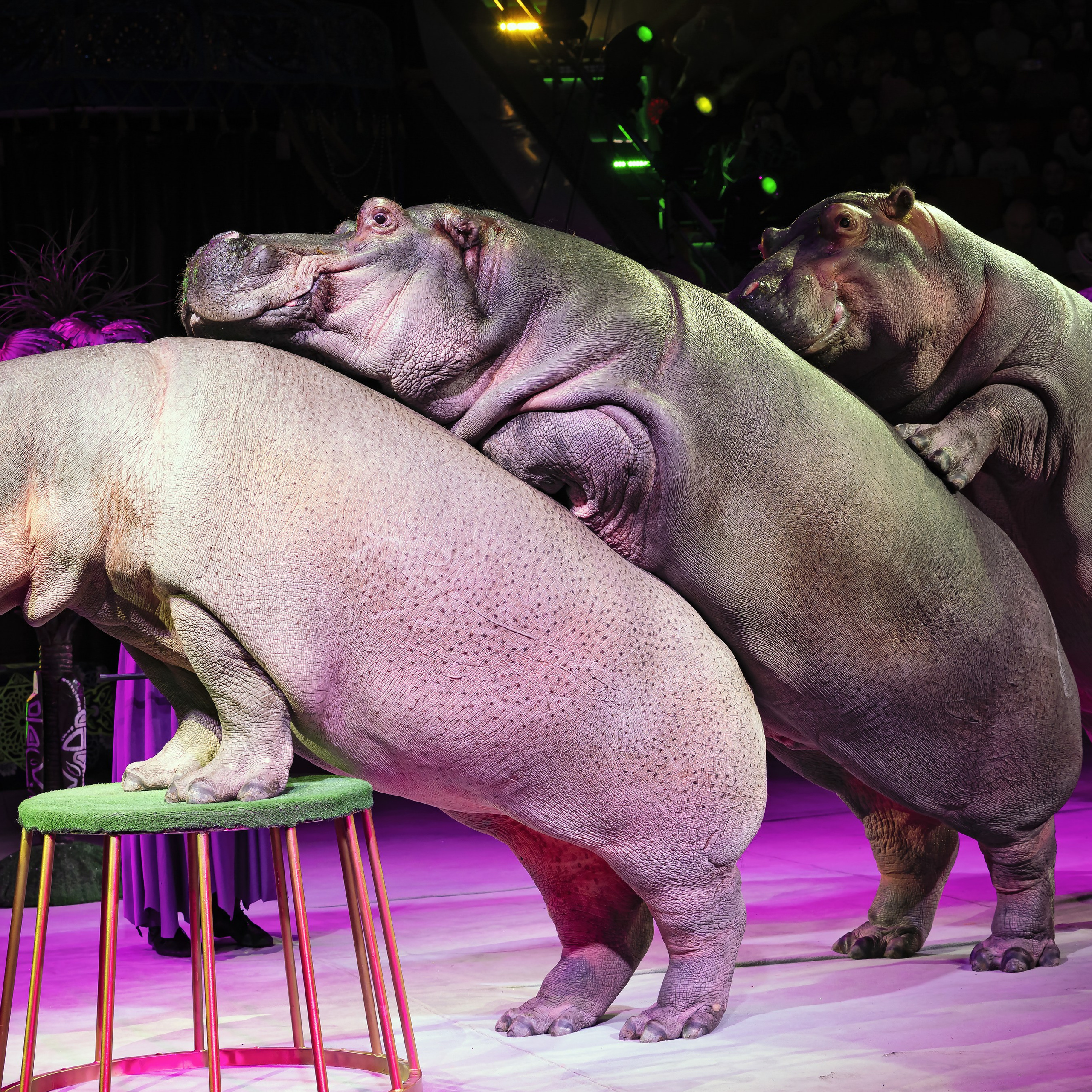 Песчаная сказка — Нижегородский Государственный Цирк (Премьера). Цирковой фотограф Андрей Пухов (Jazz)