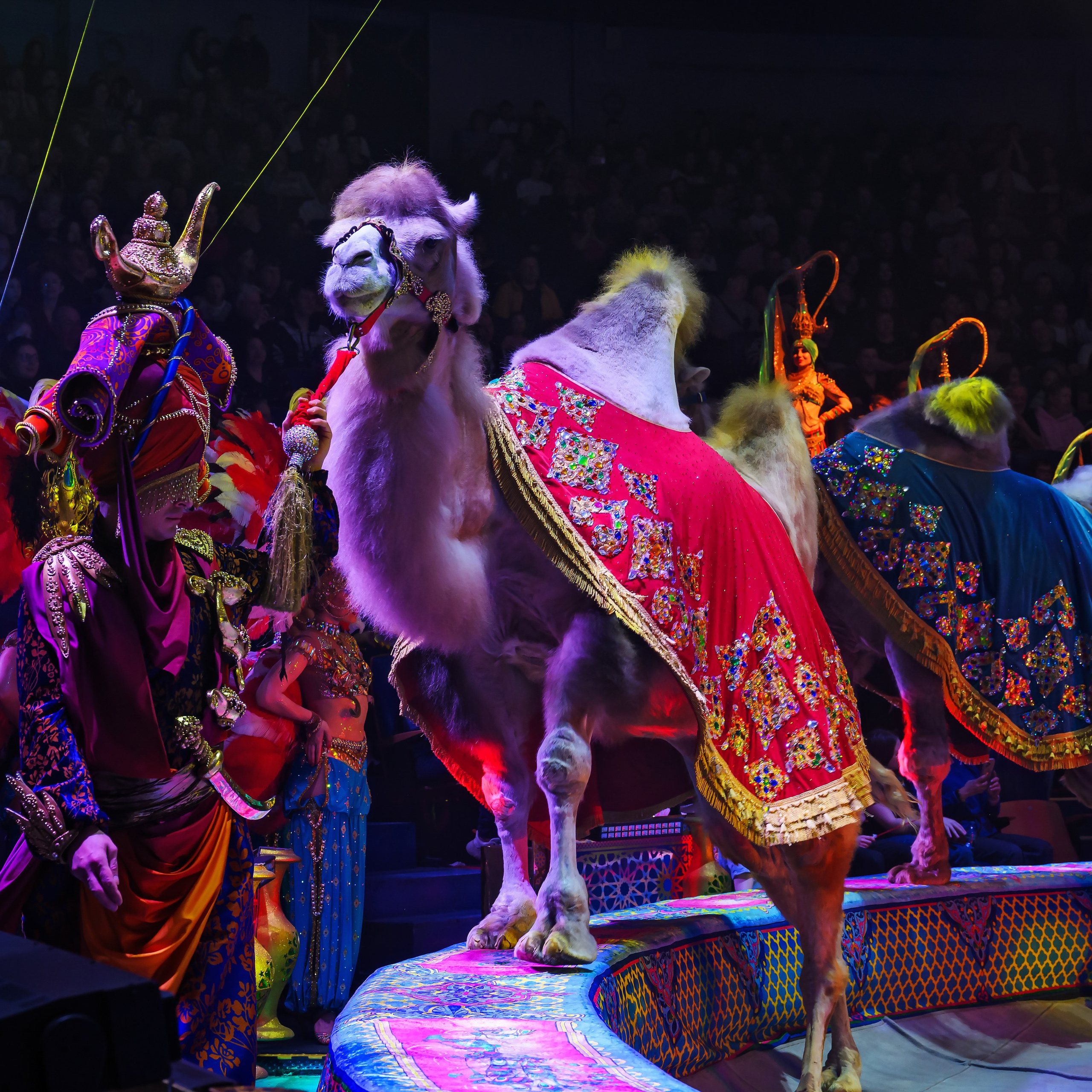 «С окончанием» шоу «Песчаная сказка» в Нижнем Новгороде. ✨🎪🐪. Цирковой фотограф Андрей Пухов (Jazz)